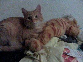 Brynner, a Adoptable mixed breed in Cookeville, TN image 5/10