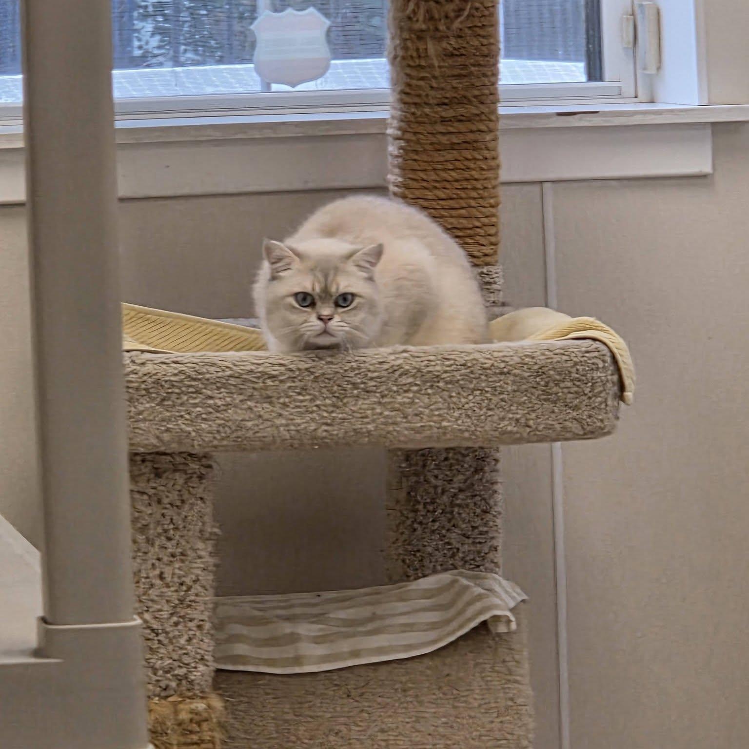 Enlarge Oliver, an adoptable British Shorthair in Dillsburg, PA image 6/6
