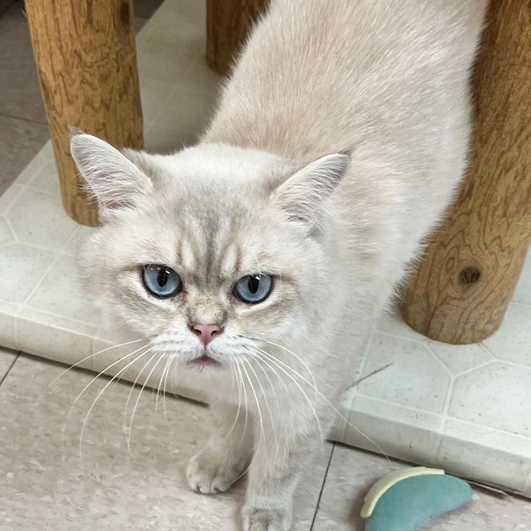 Enlarge Oliver, an adoptable British Shorthair in Dillsburg, PA image 4/6