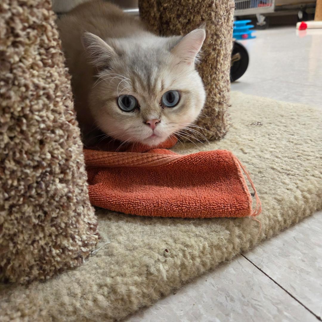 Enlarge Oliver, an adoptable British Shorthair in Dillsburg, PA image 5/6