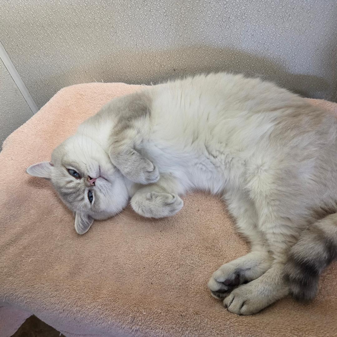 Enlarge Oliver, an adoptable British Shorthair in Dillsburg, PA image 3/6