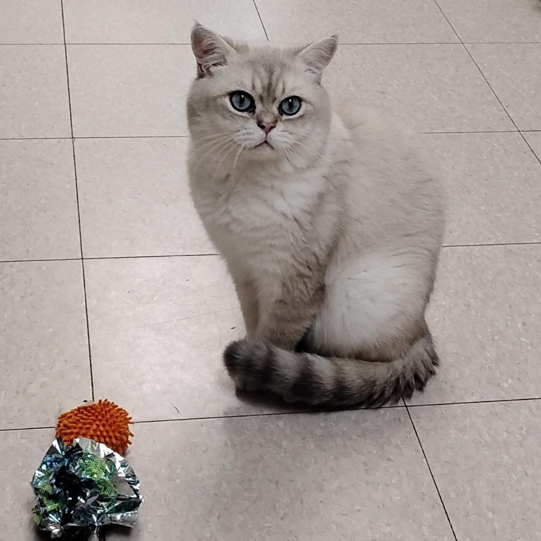 Enlarge Oliver, an adoptable British Shorthair in Dillsburg, PA image 1/6