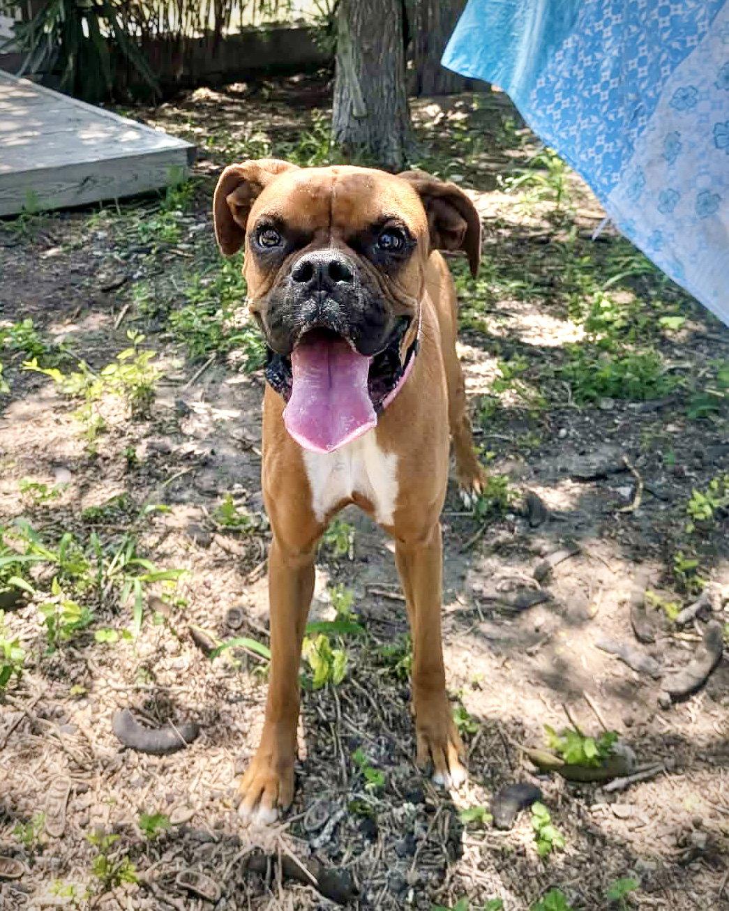 Millie TX, a Adoptable Boxer in Monticello, NY image 1/3
