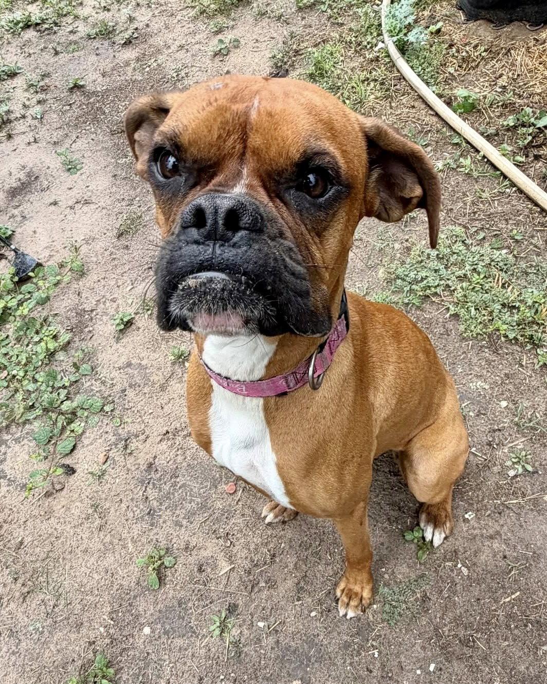 Millie TX, a Adoptable Boxer in Monticello, NY image 2/3