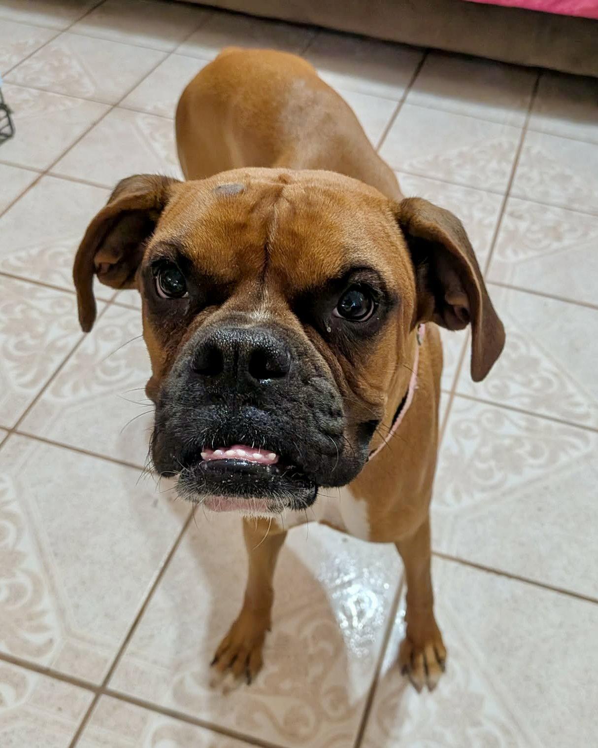 Millie TX, a Adoptable Boxer in Monticello, NY image 3/3