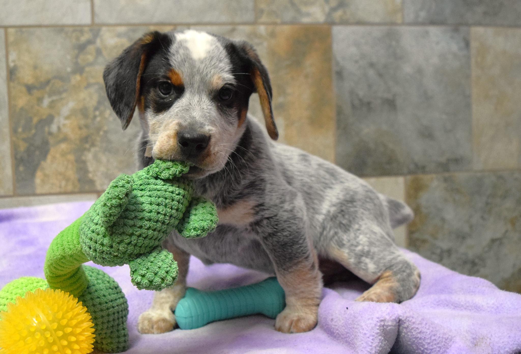 Enlarge JR, an adopted mixed breed in Tomah, WI image 5/5