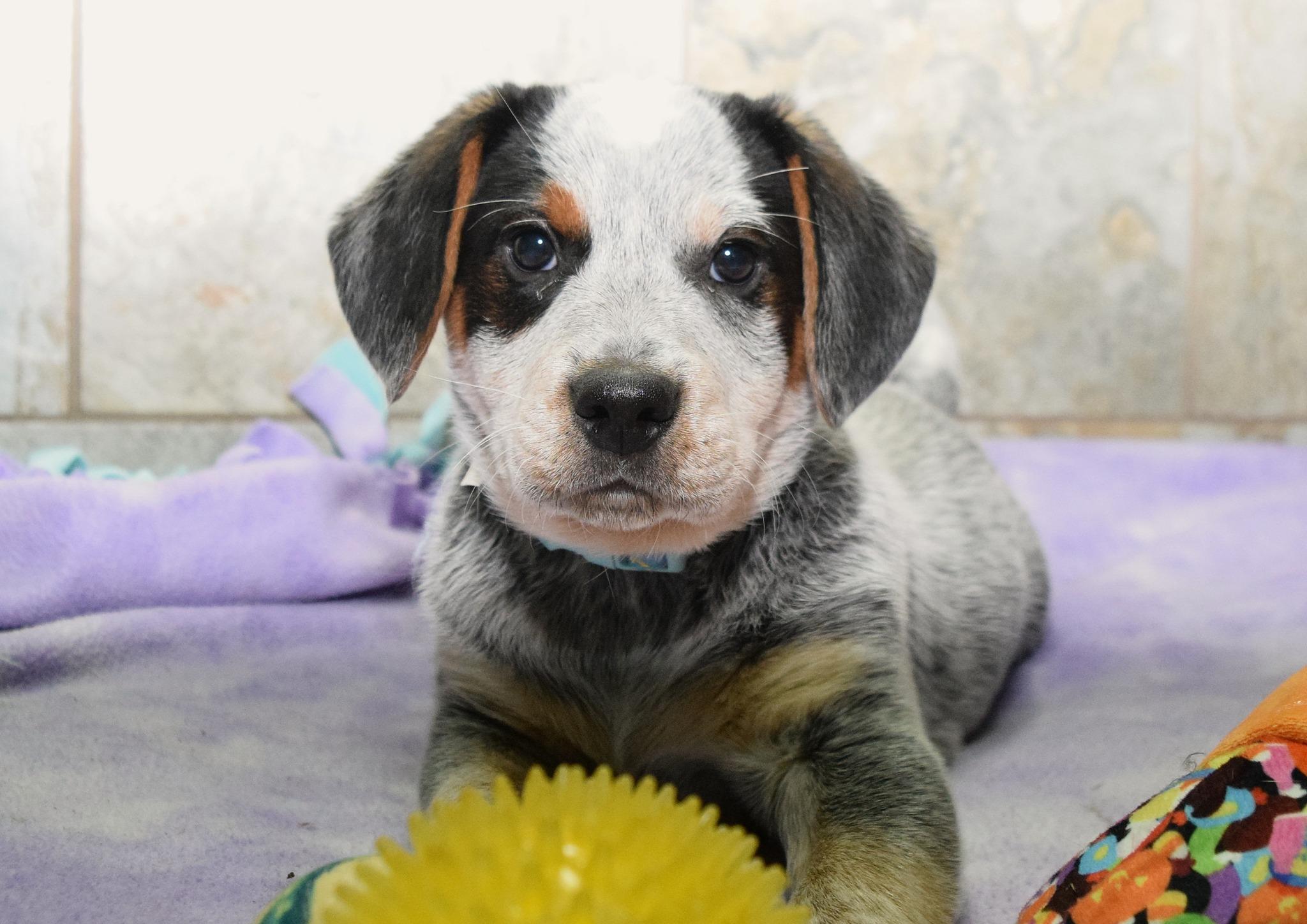 Enlarge JR, an adopted mixed breed in Tomah, WI image 2/5