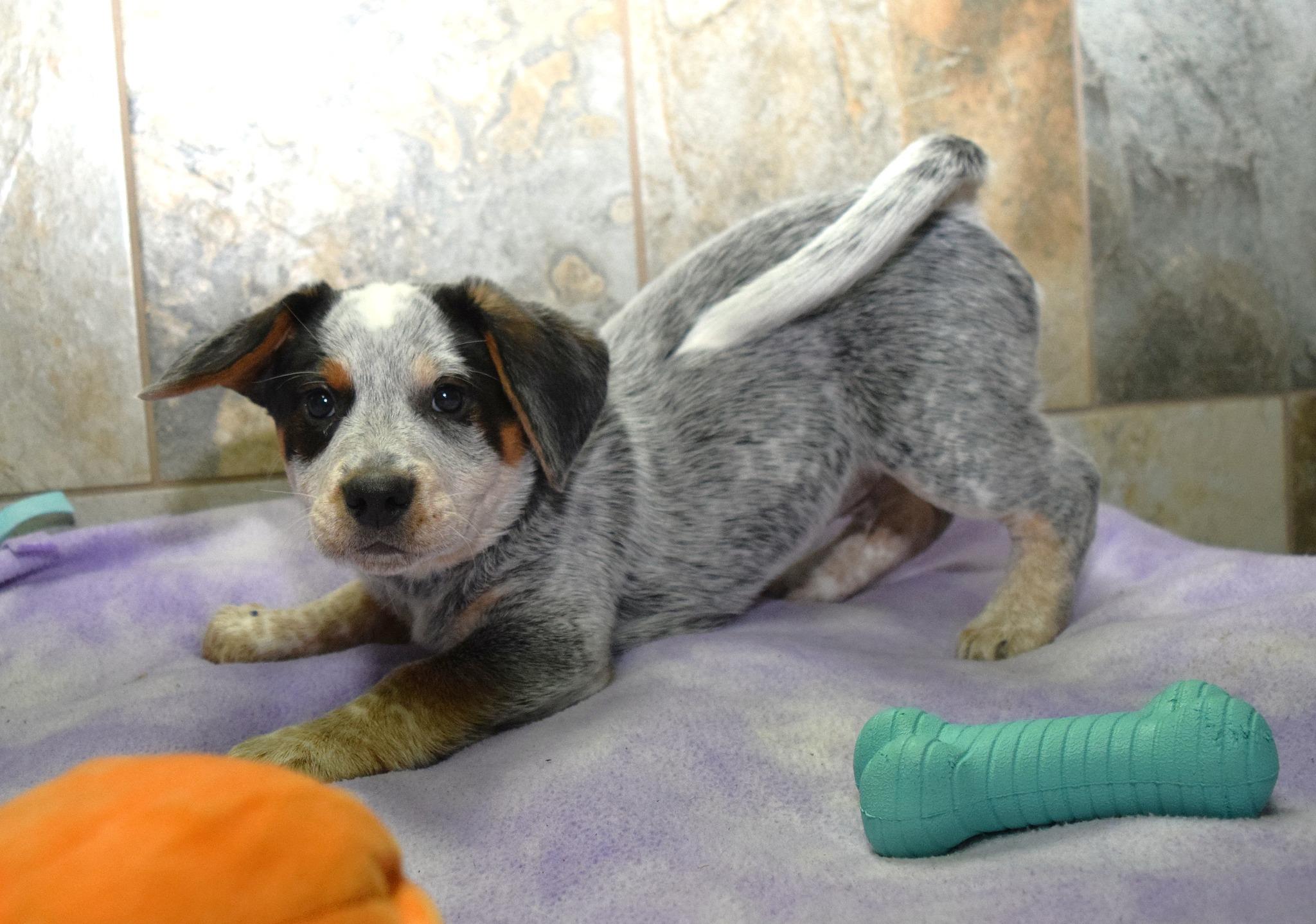 Enlarge JR, an adopted mixed breed in Tomah, WI image 3/5