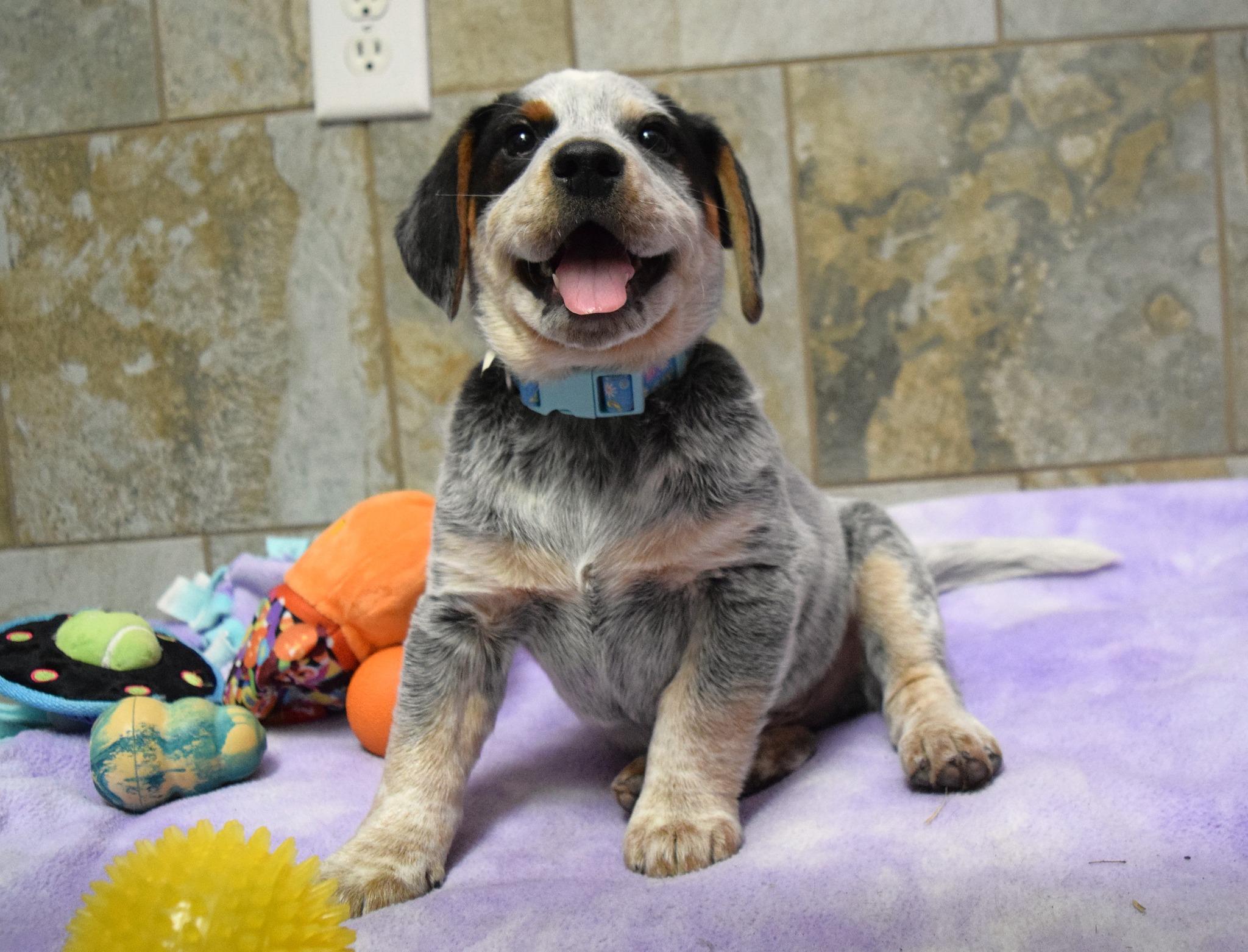 Enlarge JR, an adopted mixed breed in Tomah, WI image 1/5