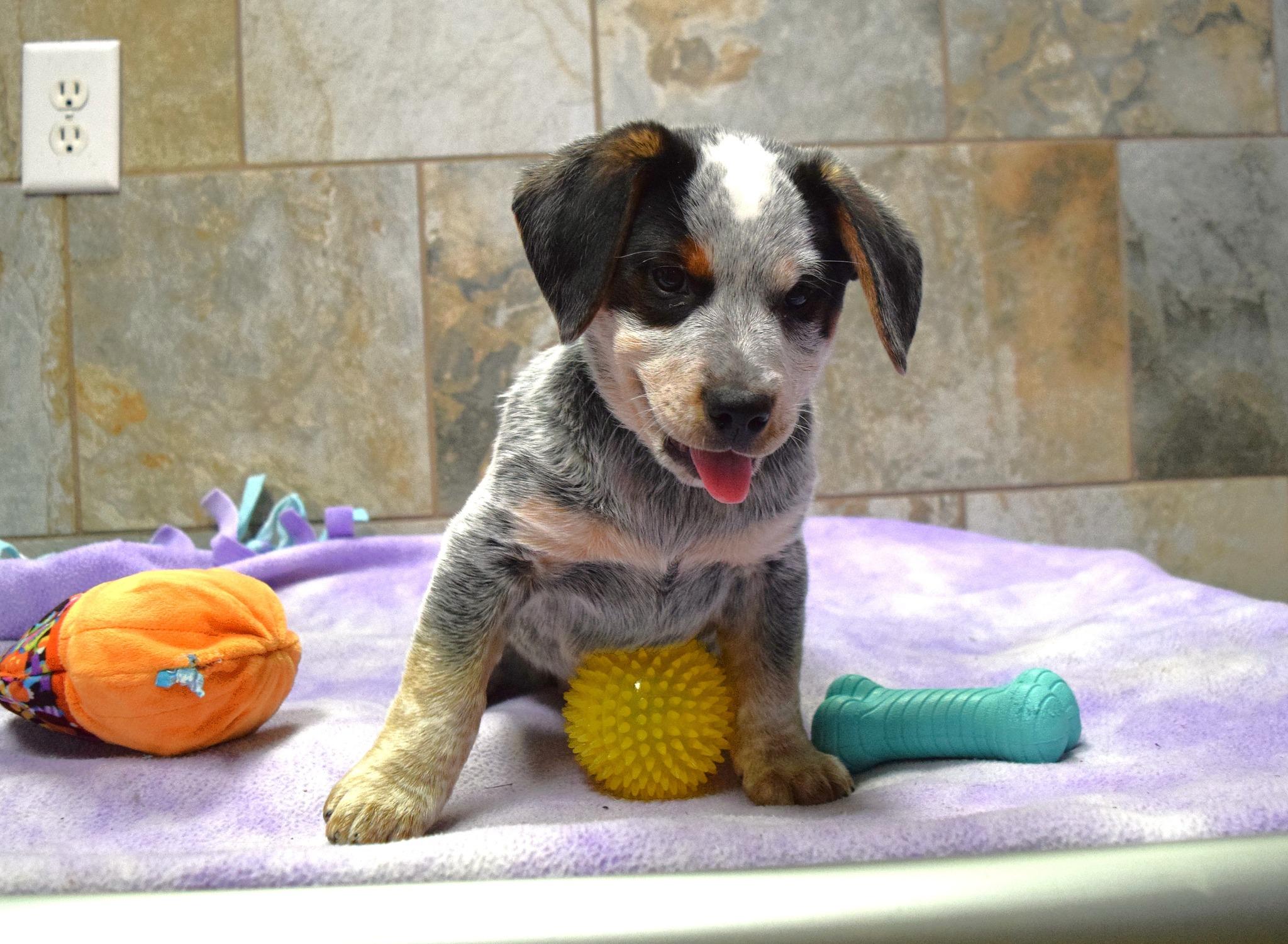 Enlarge JR, an adopted mixed breed in Tomah, WI image 4/5