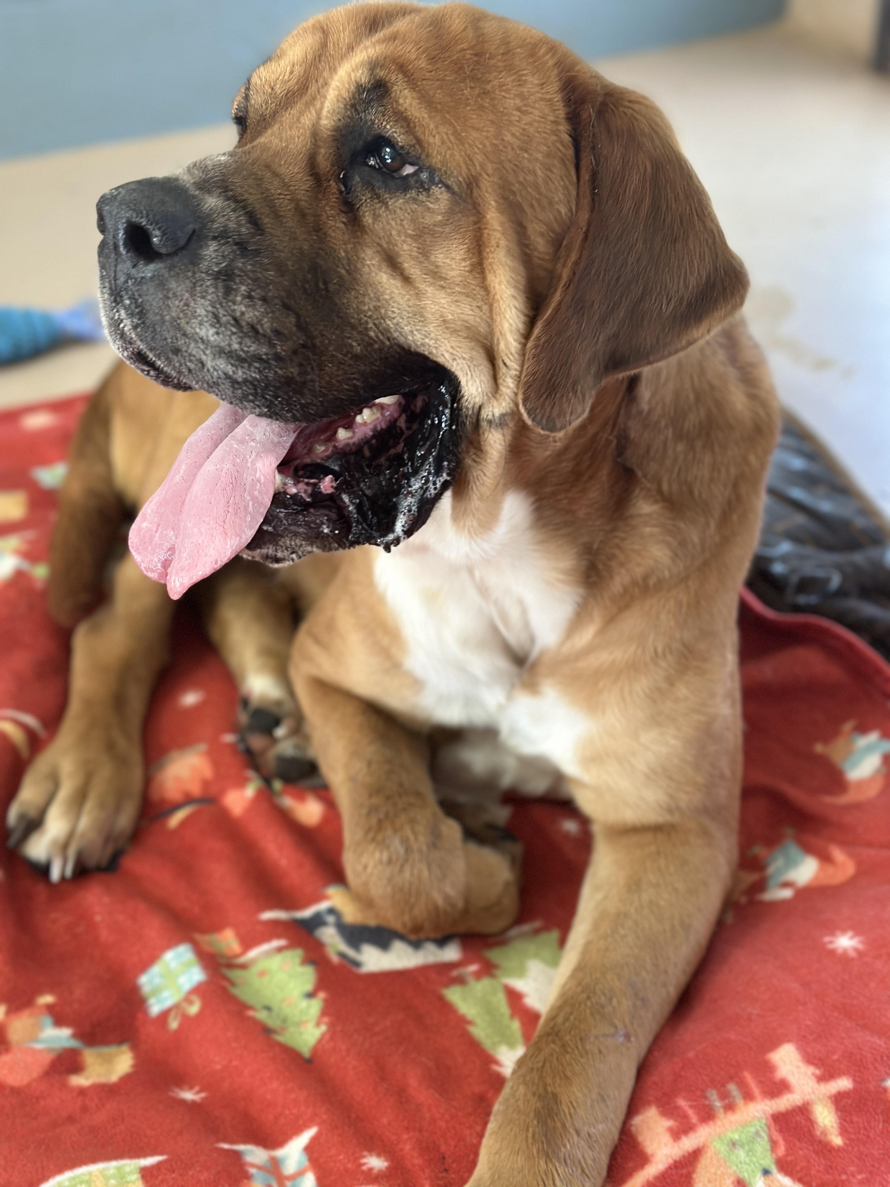 Porkchop, a Adoptable mixed breed in Richmond, VA image 2/6