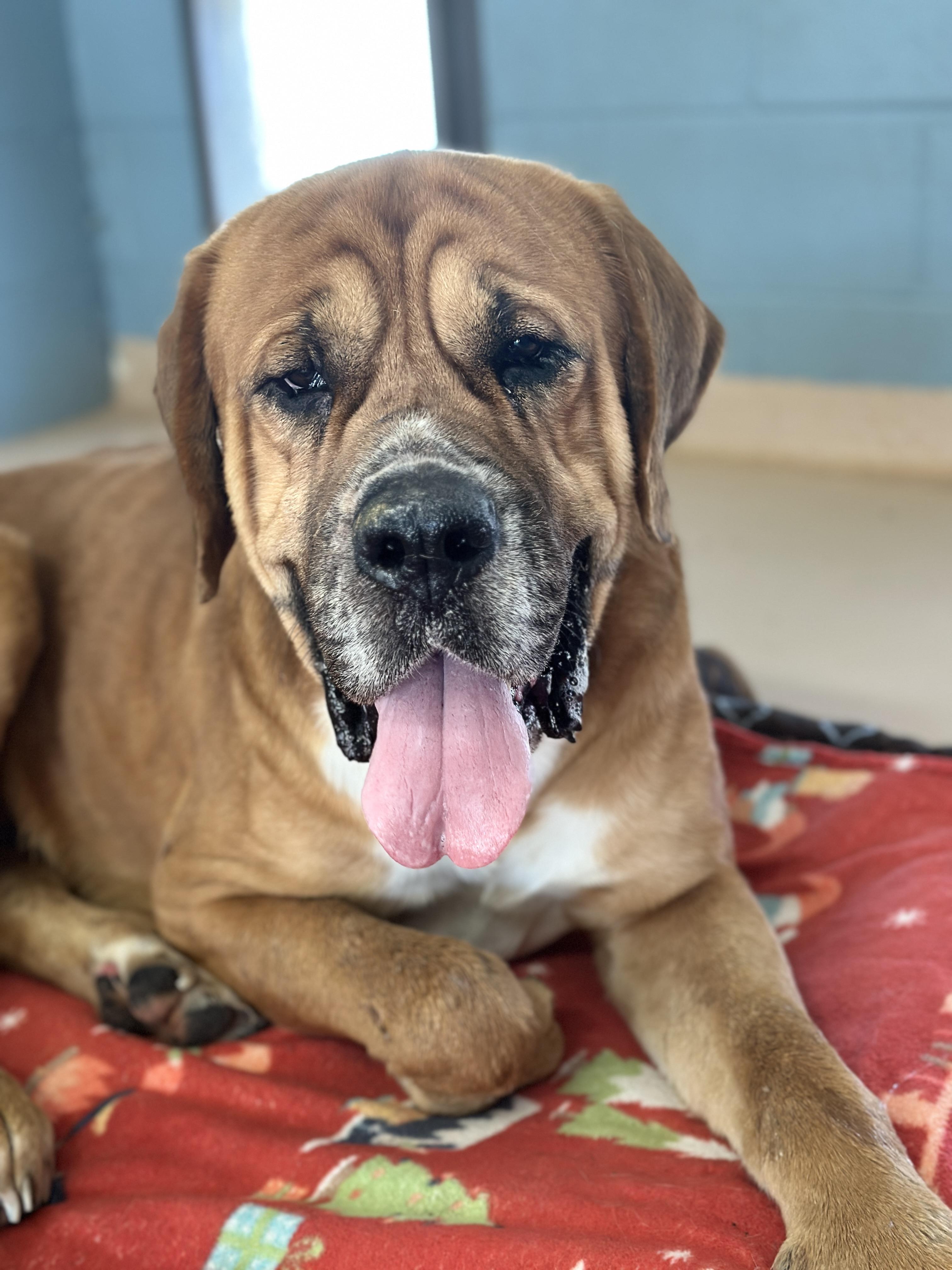 Porkchop, a Adoptable mixed breed in Richmond, VA image 3/6