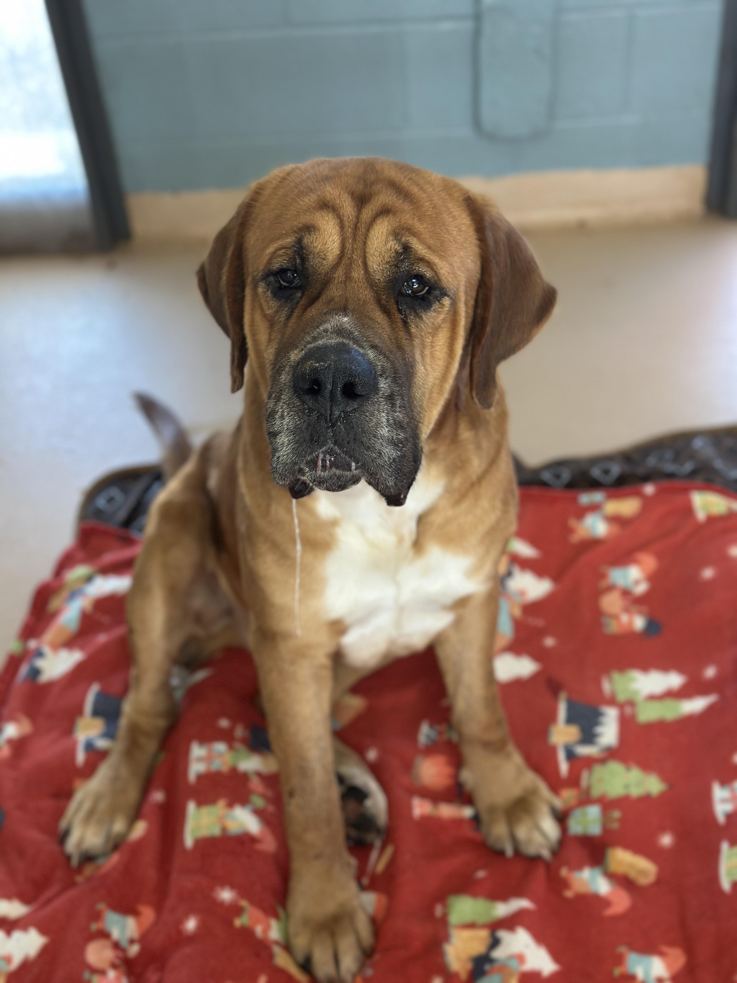 Porkchop, a Adoptable mixed breed in Richmond, VA image 4/6