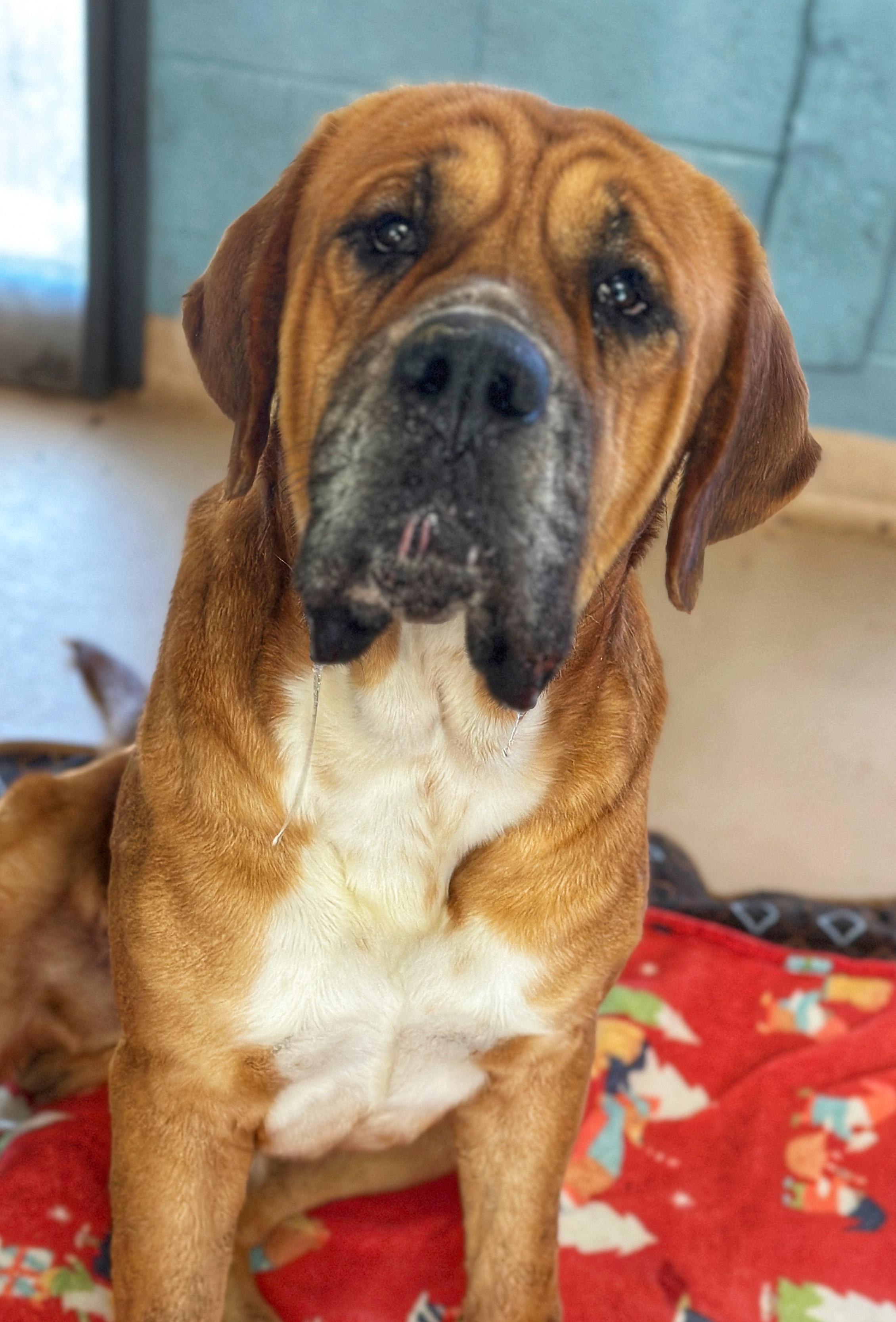 Porkchop, a Adoptable mixed breed in Richmond, VA image 5/6