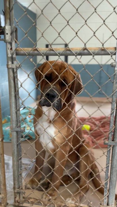 Enlarge Porkchop, a Adoptable mixed breed in Richmond, VA video 6/6