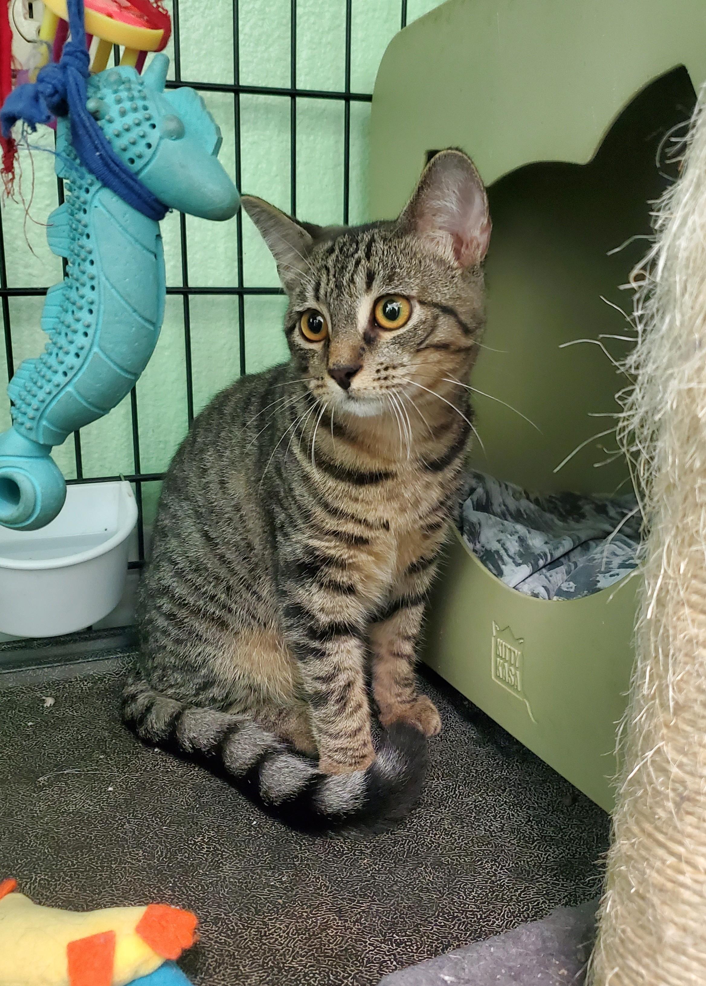 Enlarge Dolly, a Adoptable mixed breed in Avalon, CA image 2/3