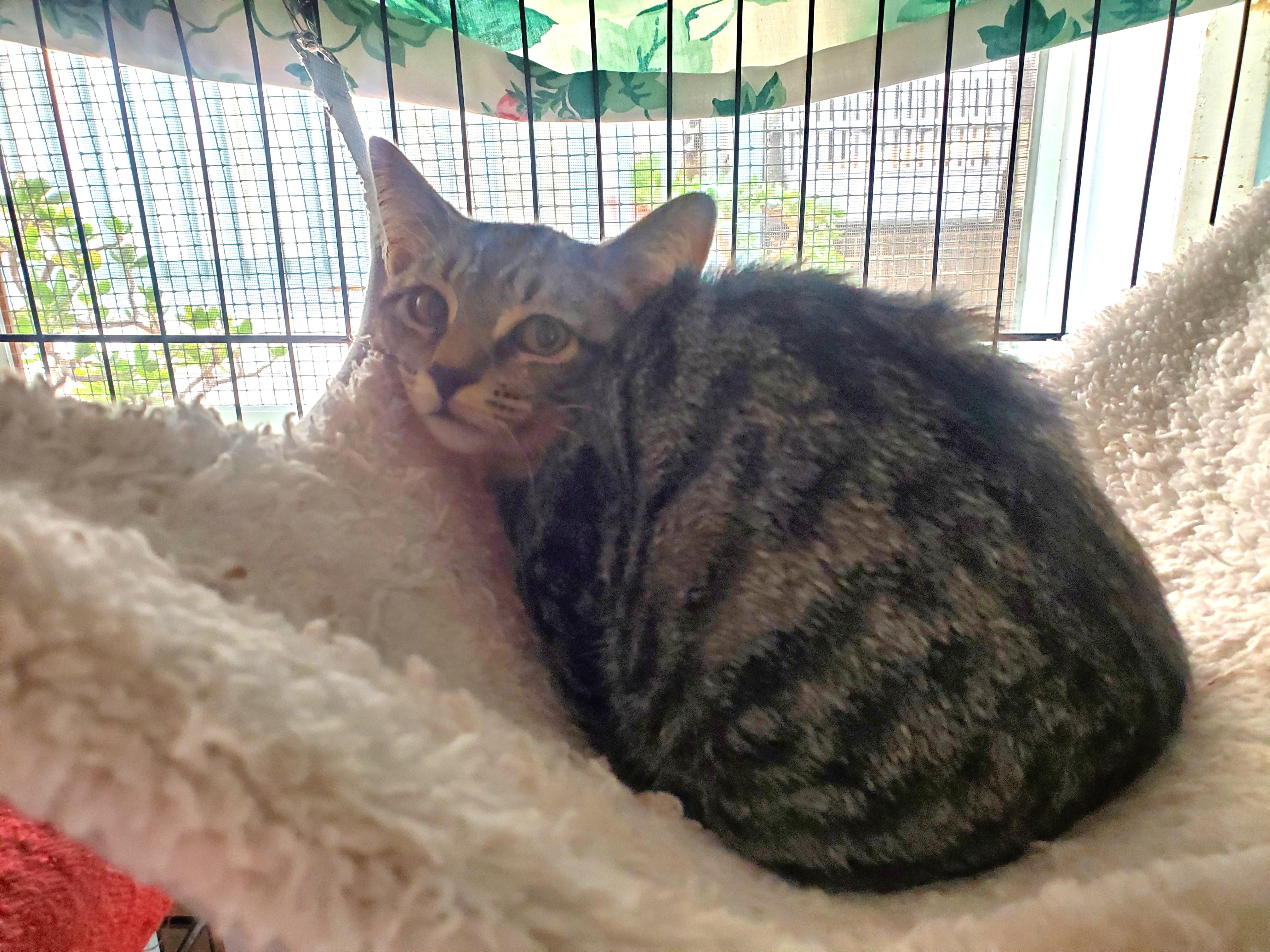 Enlarge Dolly, a Adoptable mixed breed in Avalon, CA image 3/3