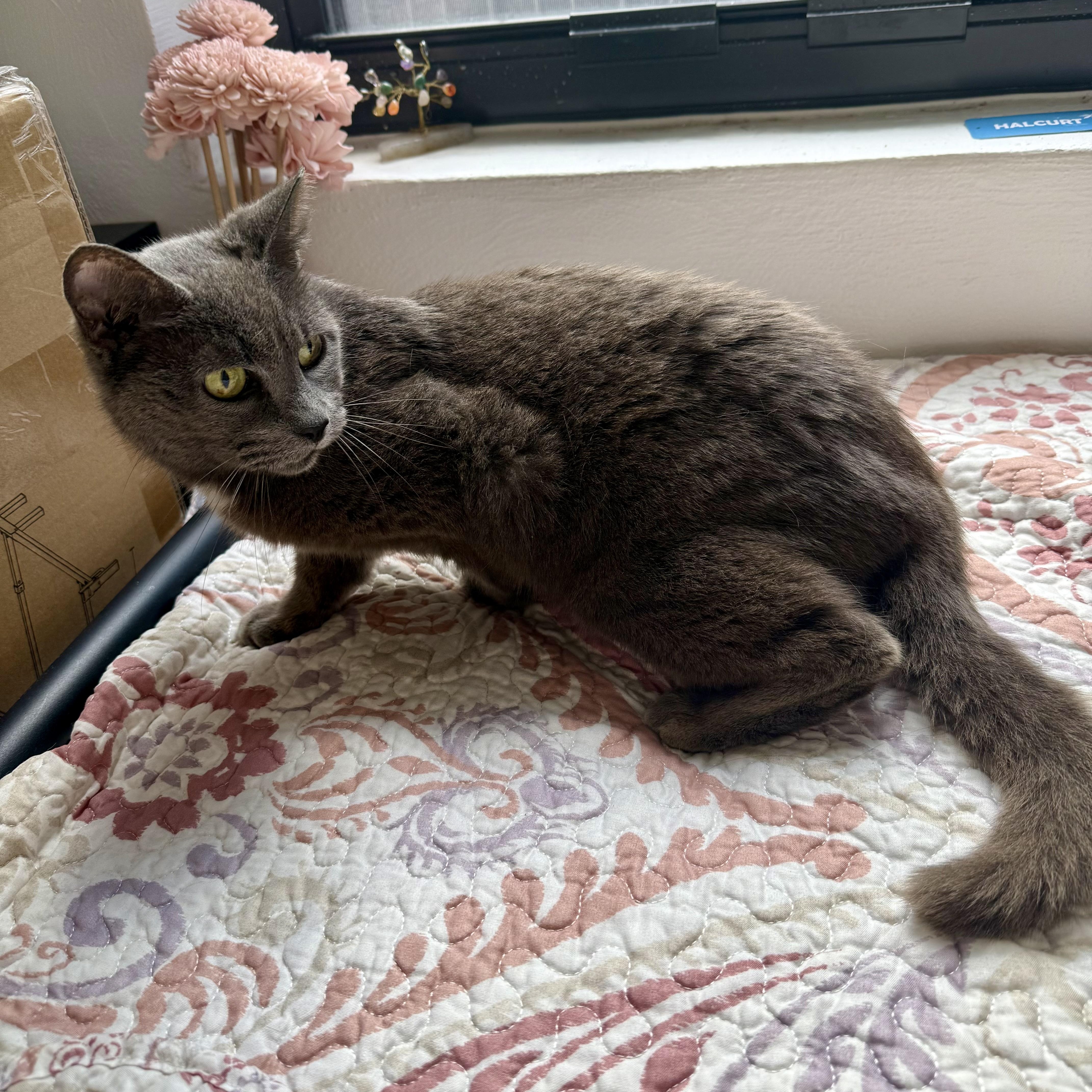 Enlarge Koala, a ADOPTABLE Russian Blue in Boston, MA image 2/3