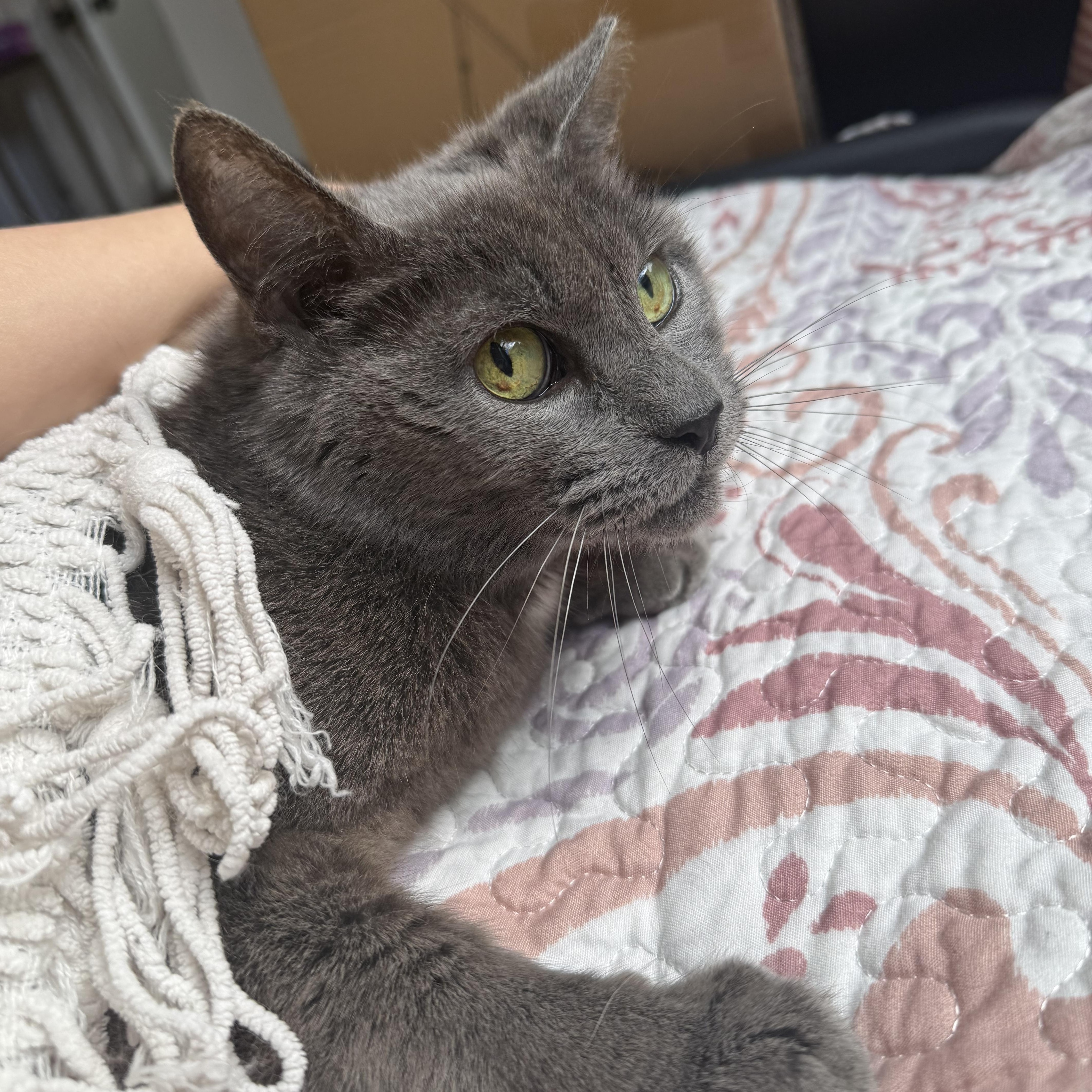 Enlarge Koala, a ADOPTABLE Russian Blue in Boston, MA image 3/3