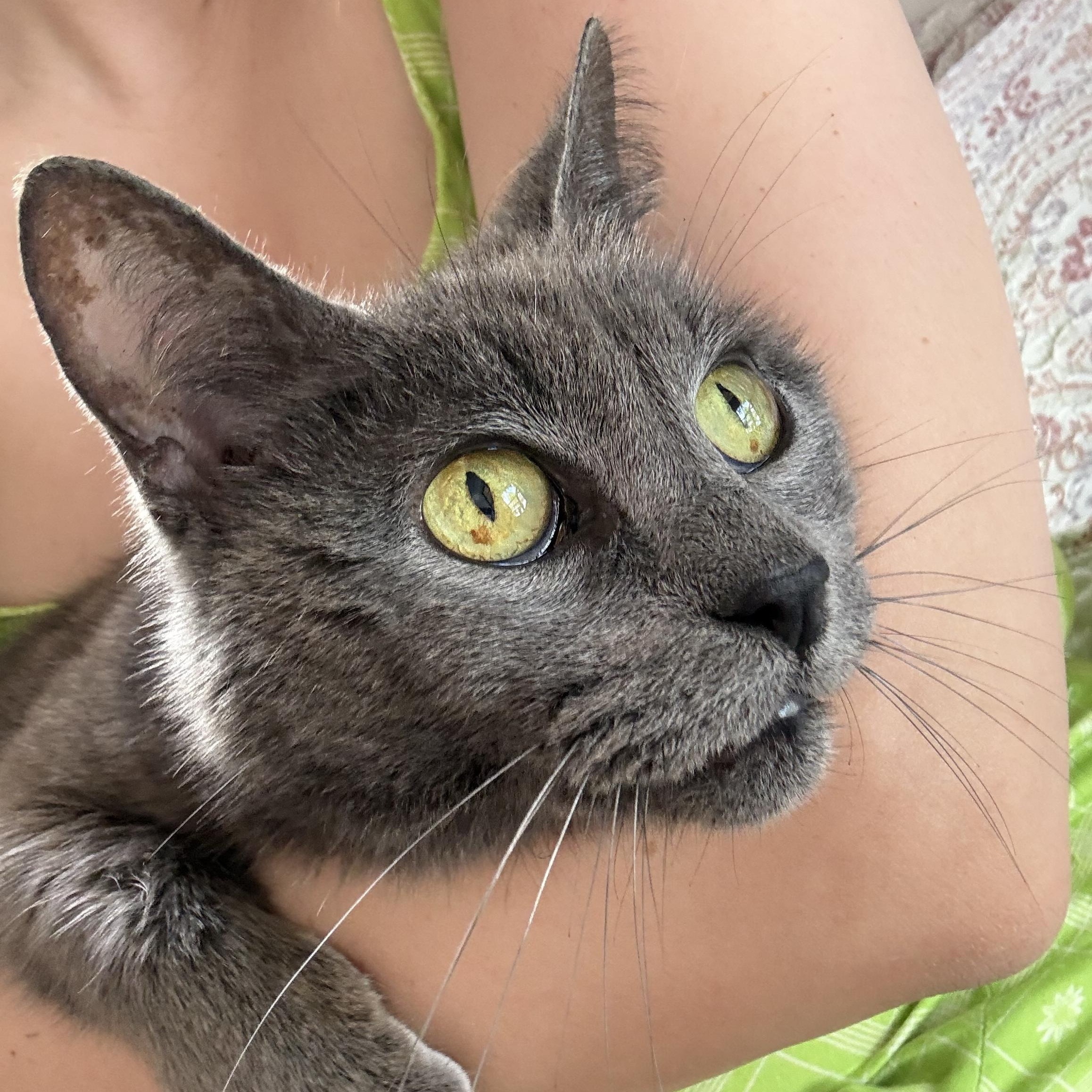 Enlarge Koala, a ADOPTABLE Russian Blue in Boston, MA image 1/3