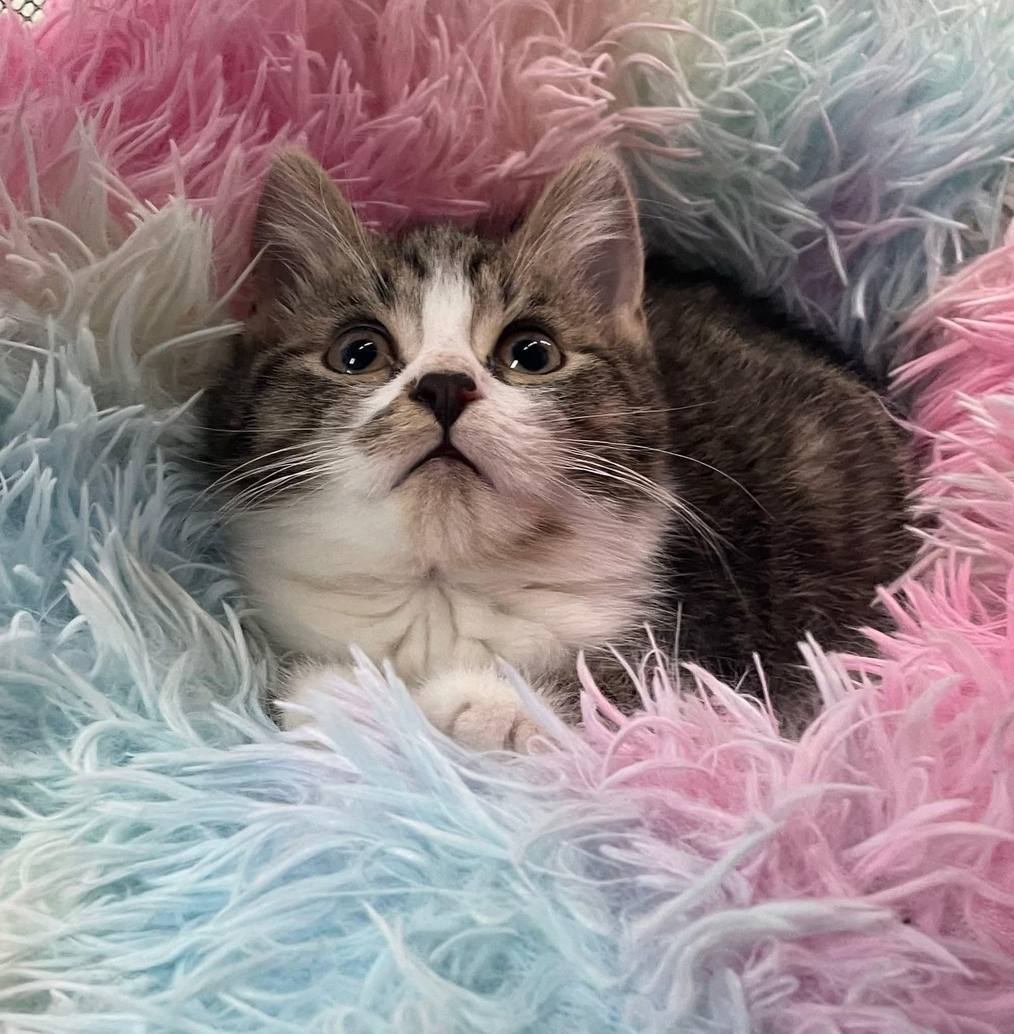 Loverboy, ADOPTABLE, Kitten Male Domestic Short Hair.