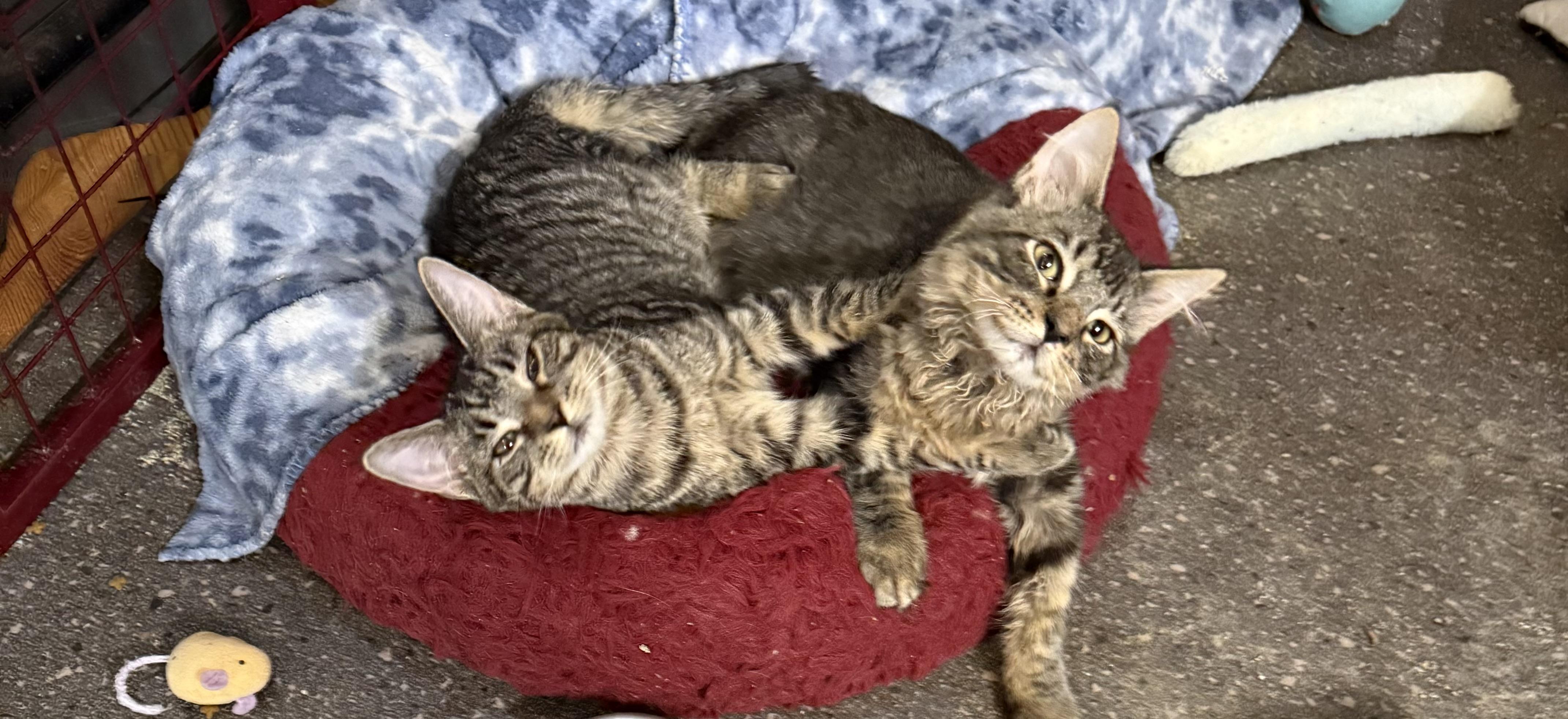 Enlarge TOPSY-TURVY AND HELTER SKELTER, a Adoptable Tabby in Lake Ozark, MO image 1/2