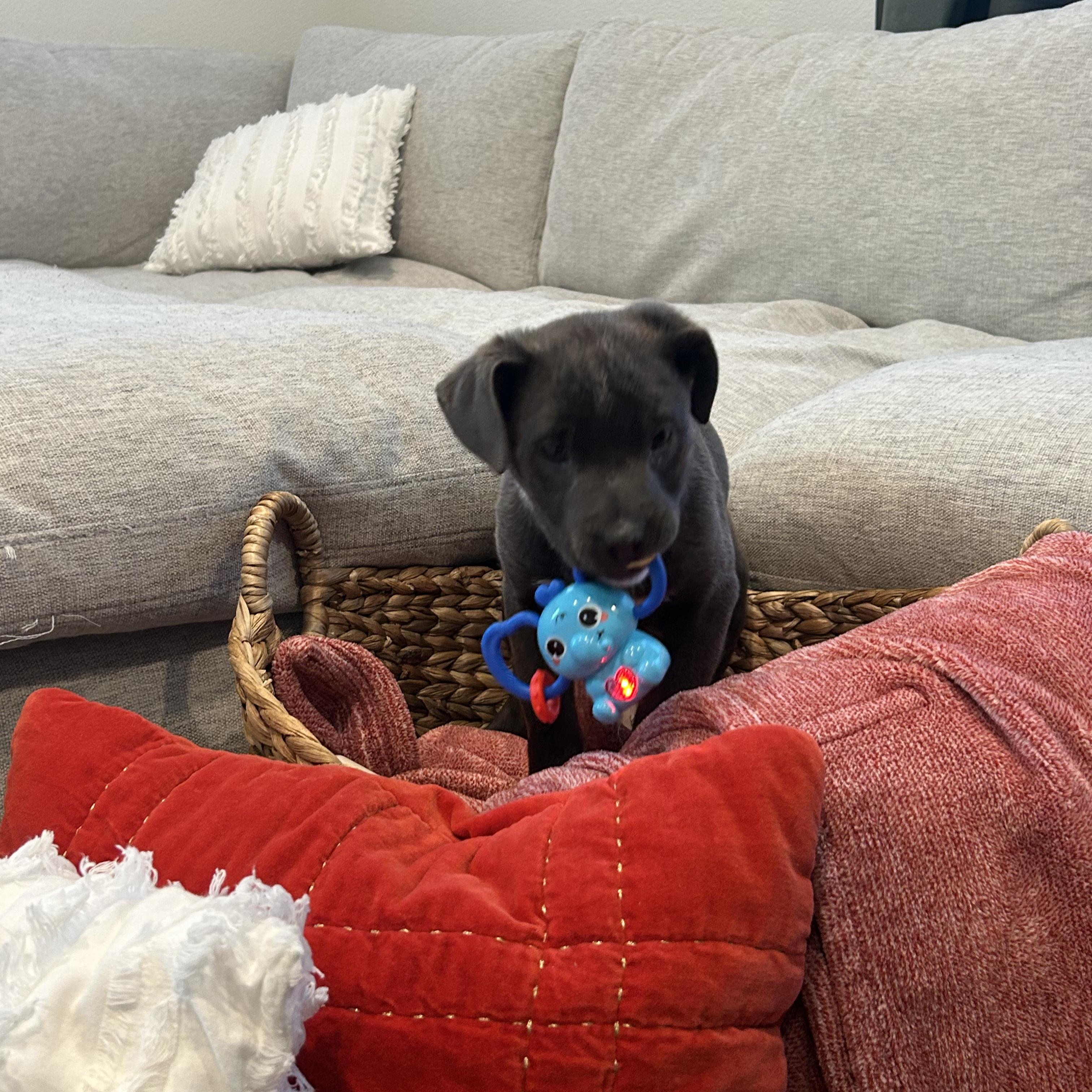 JOJO!, Adoptable, Puppy Female Pit Bull Terrier & Labrador Retriever.