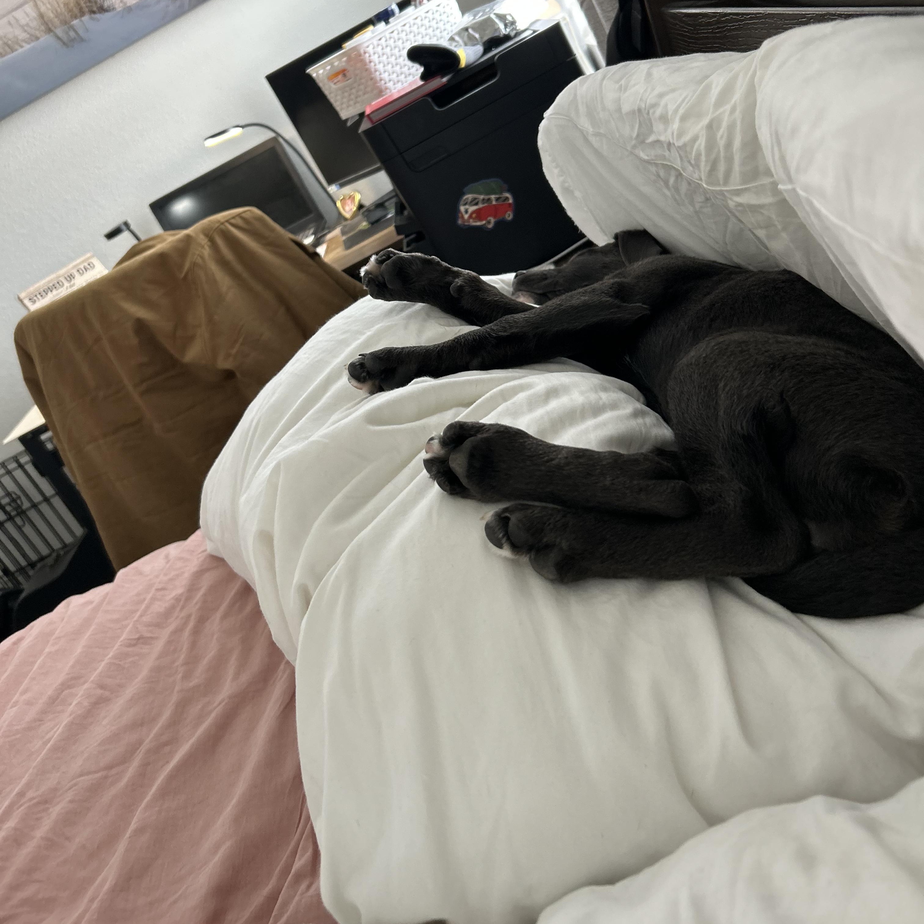 Enlarge JOJO!, a Adoptable mixed breed in South Lake Tahoe, CA image 5/6