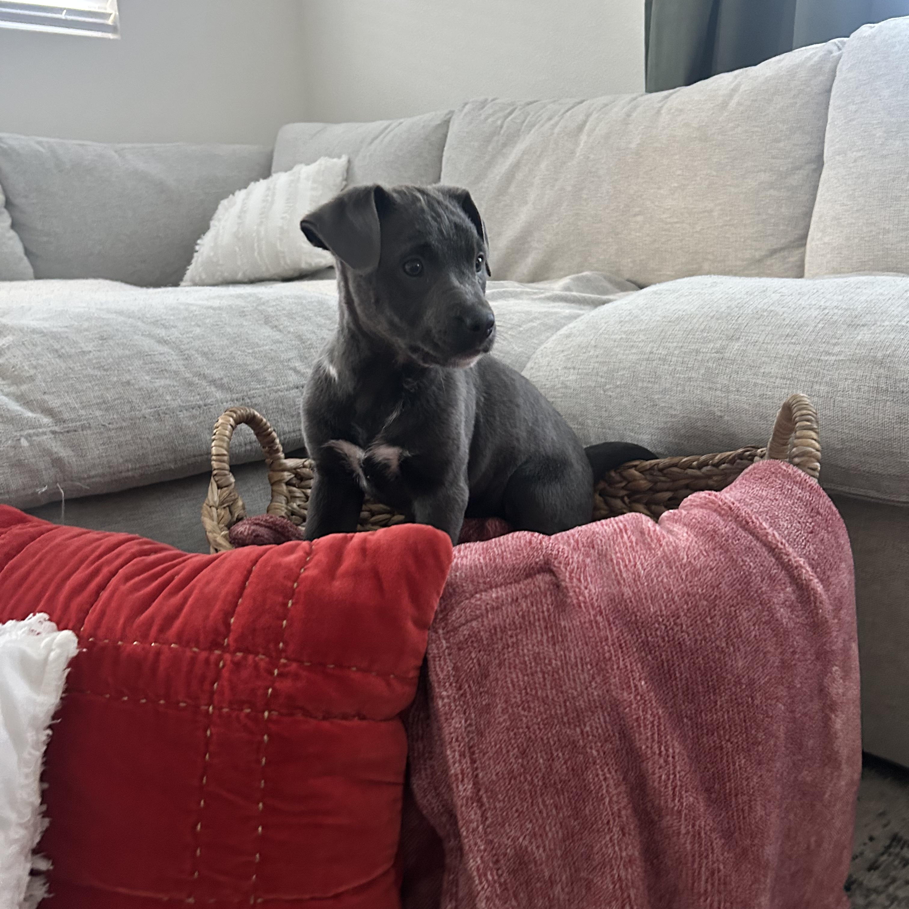 Enlarge JOJO!, a Adoptable mixed breed in South Lake Tahoe, CA image 6/6