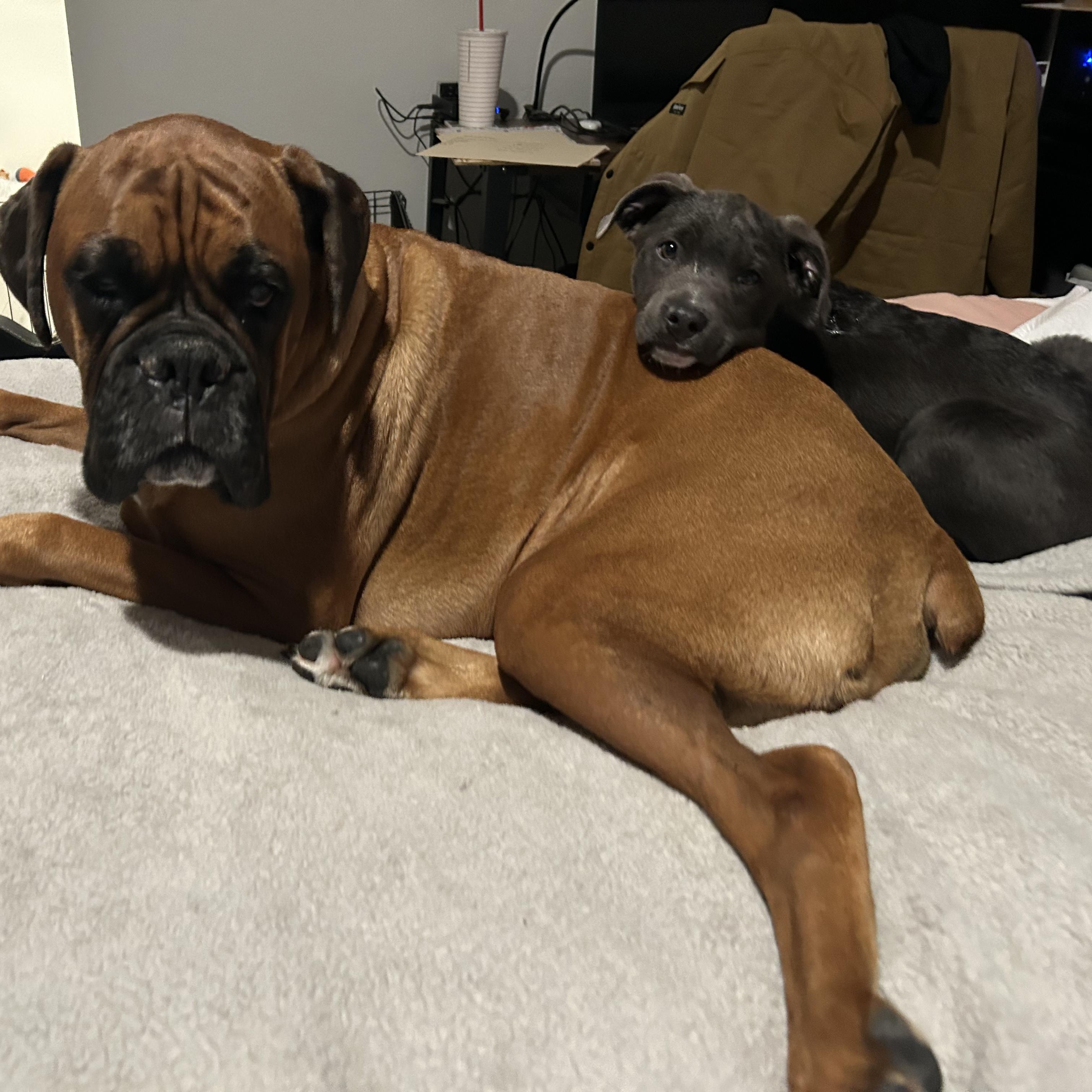 Enlarge JOJO!, a Adoptable mixed breed in South Lake Tahoe, CA image 4/6