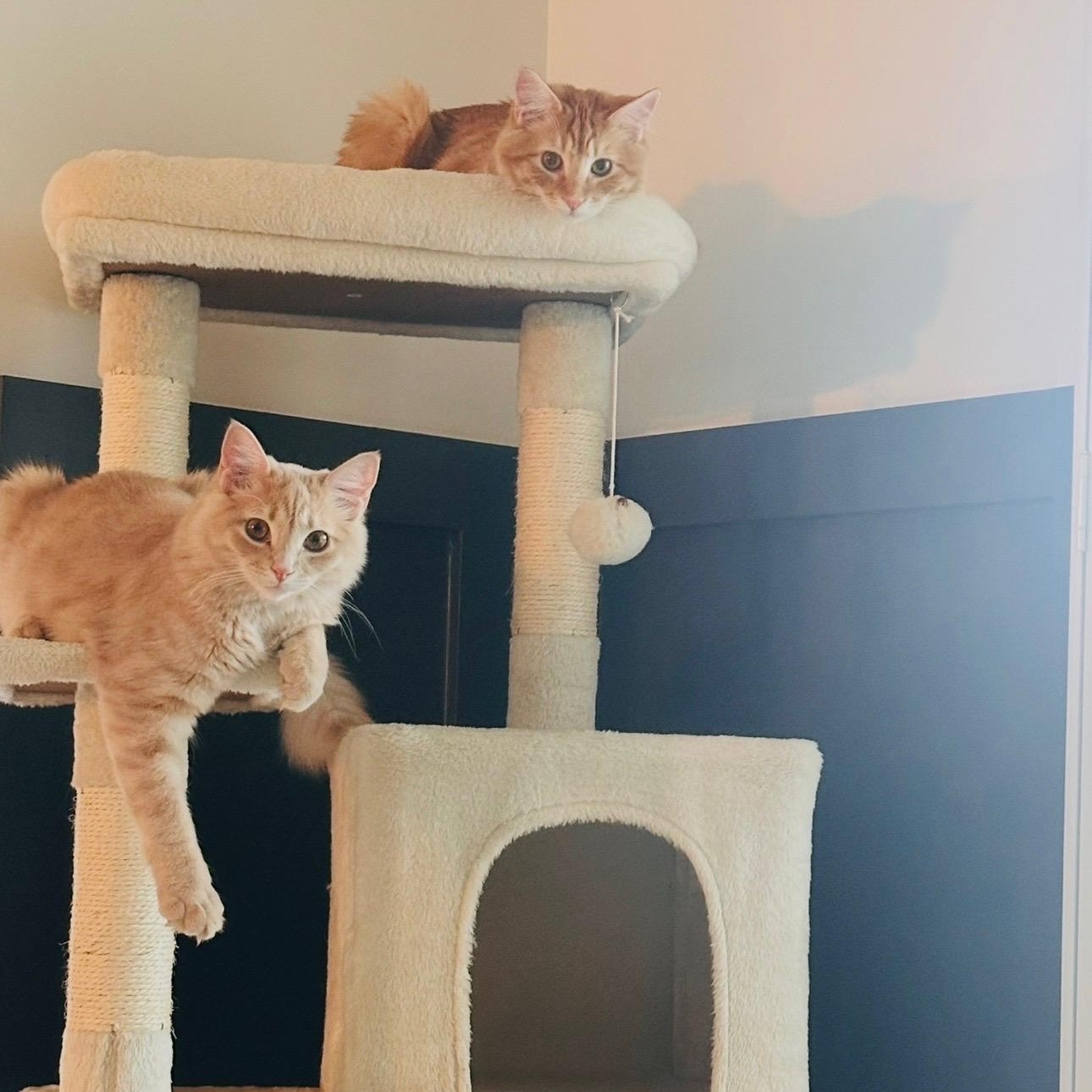 Peanut and Butter , ADOPTABLE, Adult Male Domestic Long Hair.