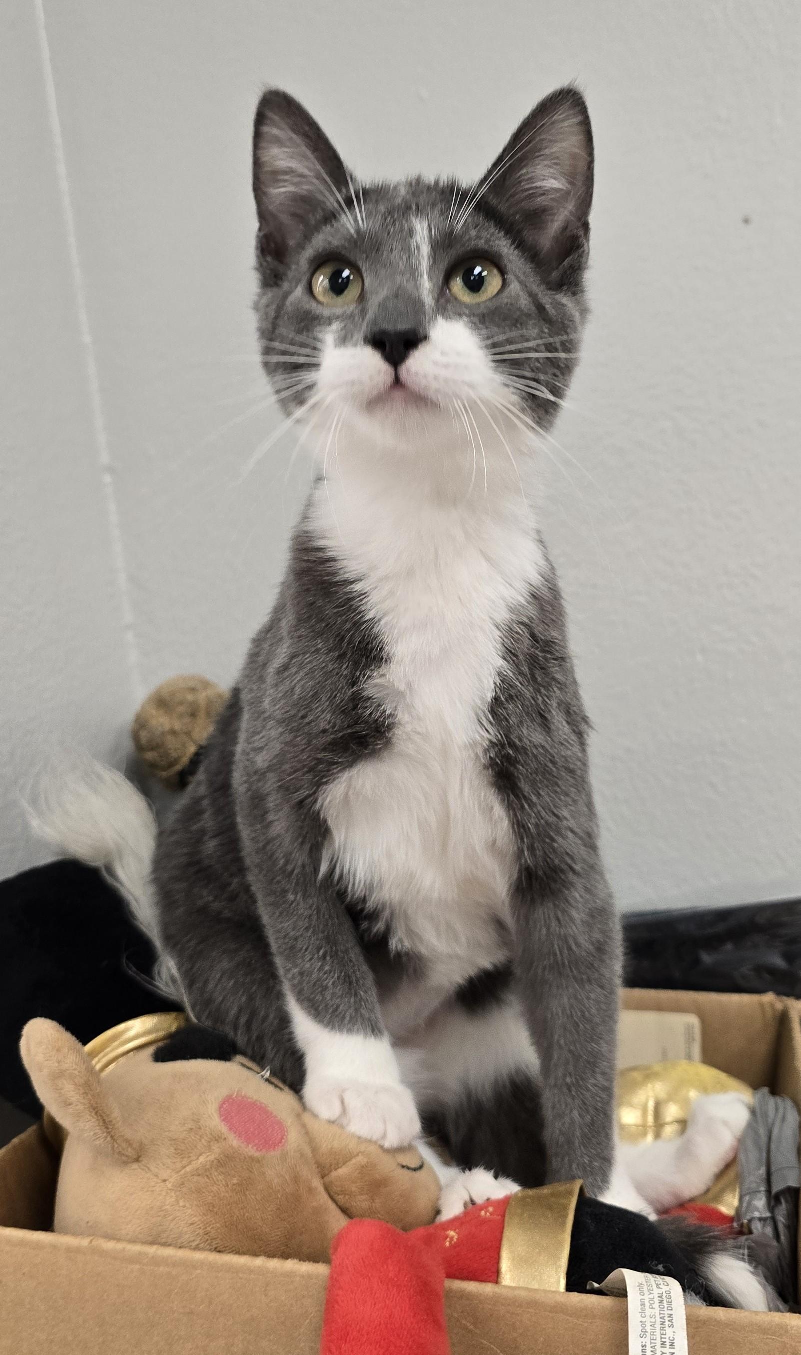 Enlarge MISTY, a ADOPTABLE Domestic Short Hair in Oak Lawn, IL image 1/4