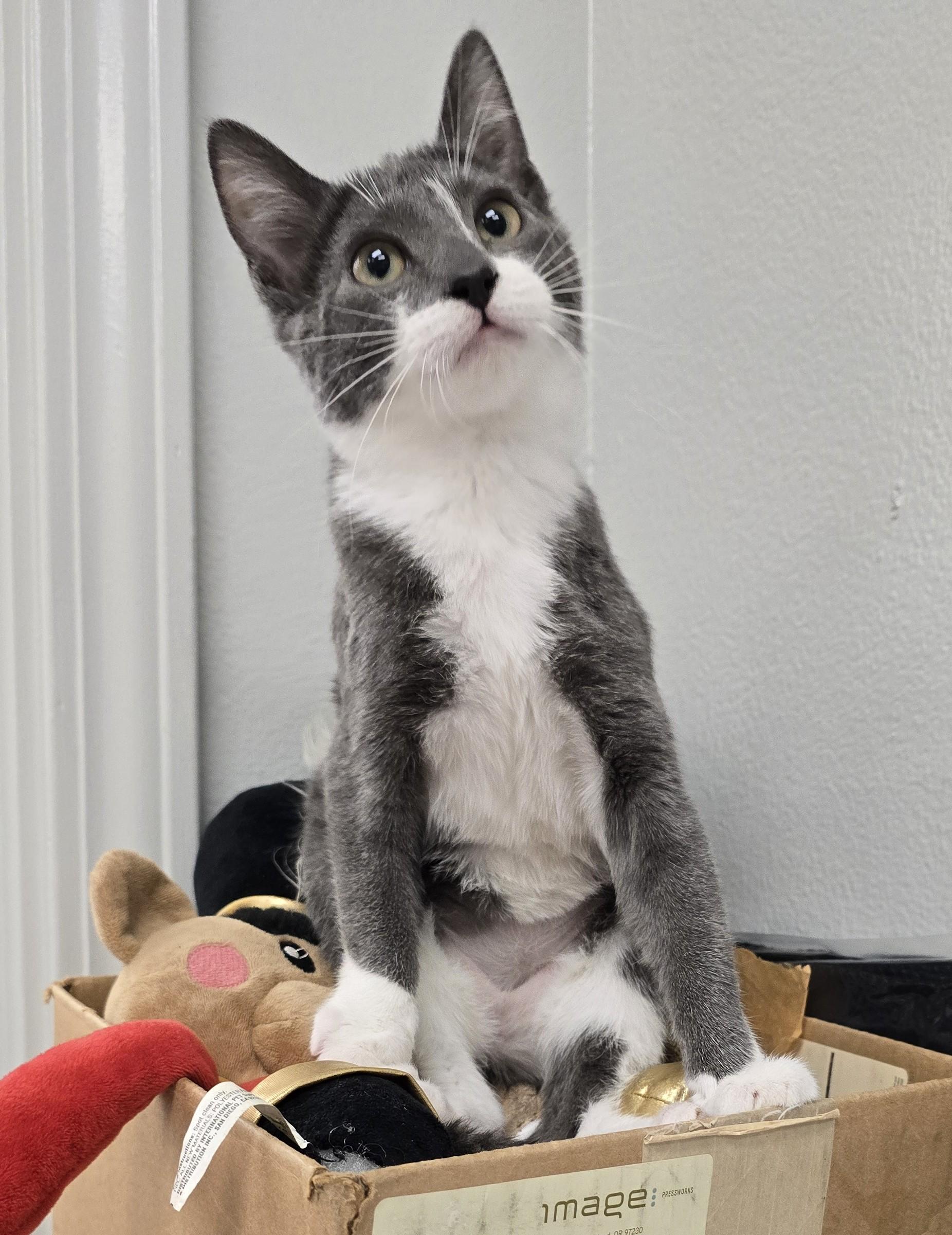 Enlarge MISTY, a ADOPTABLE Domestic Short Hair in Oak Lawn, IL image 4/4