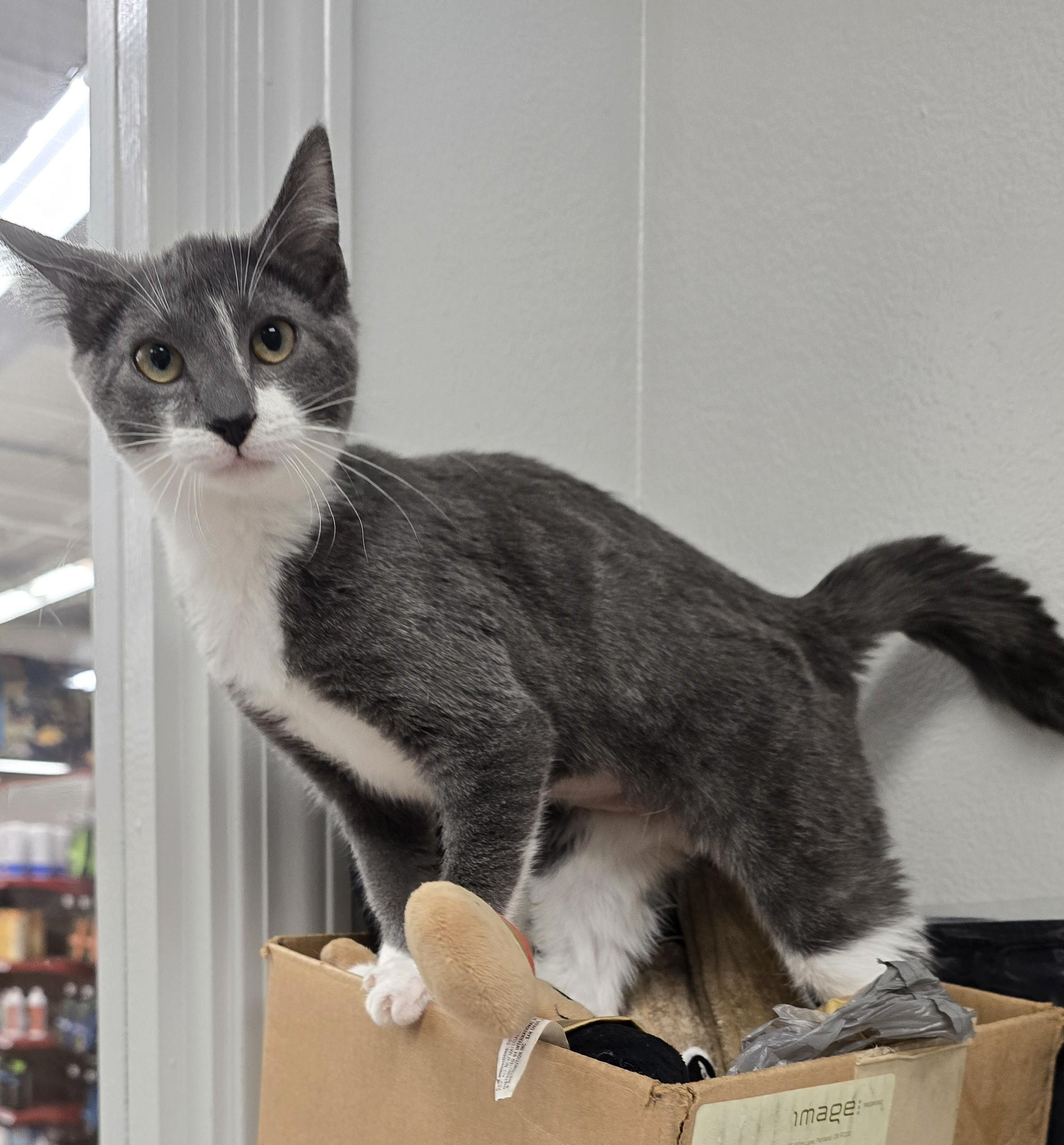 Enlarge MISTY, a ADOPTABLE Domestic Short Hair in Oak Lawn, IL image 2/4