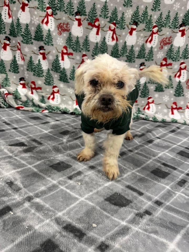 Muppet, Adoptable, Senior Male Shih Tzu.
