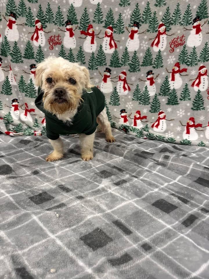 Enlarge Muppet, a Adoptable Shih Tzu in Shepherdsville, KY image 3/3