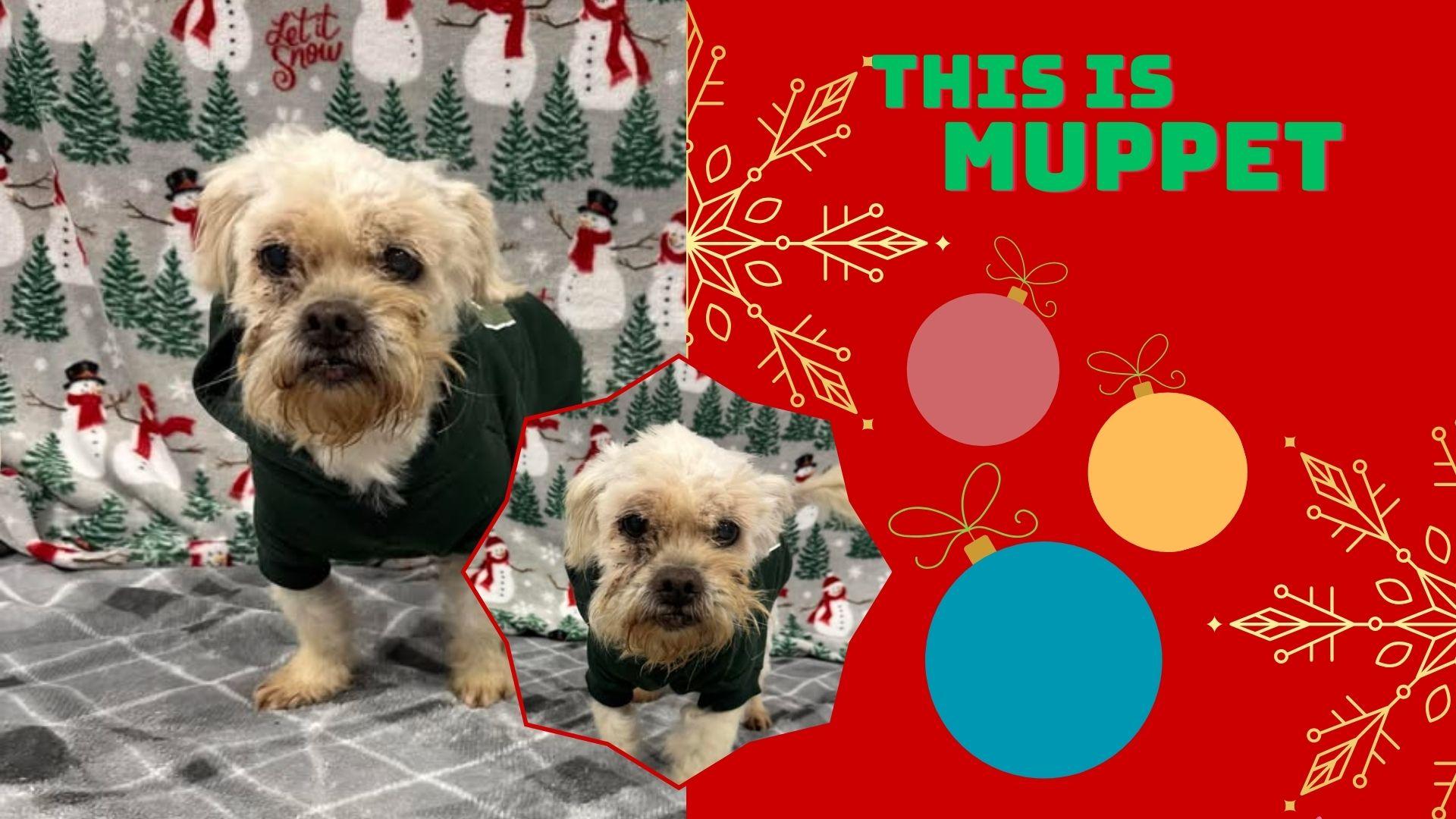 Enlarge Muppet, a Adoptable Shih Tzu in Shepherdsville, KY image 2/3