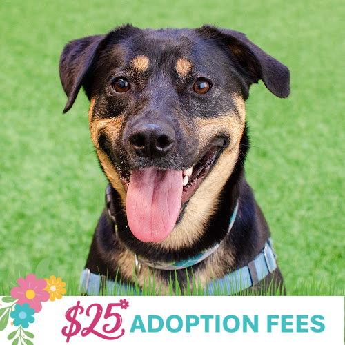 Enlarge Zelda, a Adoptable mixed breed in Burlingame, CA image 2/3