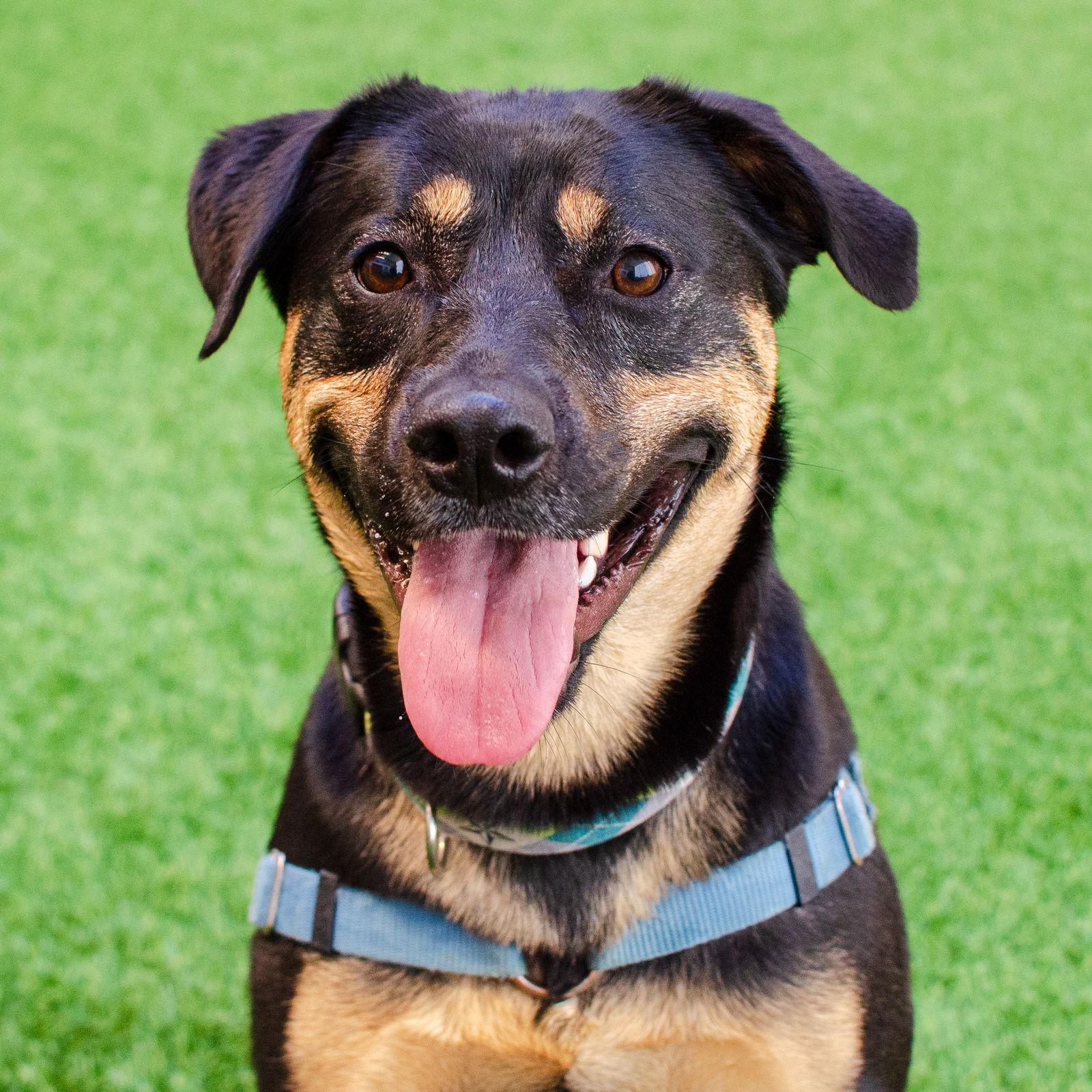 Zelda, a Adoptable mixed breed in Burlingame, CA image 1/3