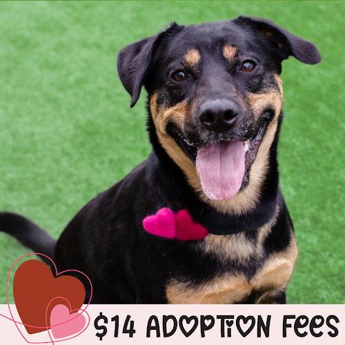 Zelda, Adoptable, Adult Female German Shepherd Dog & Rottweiler.