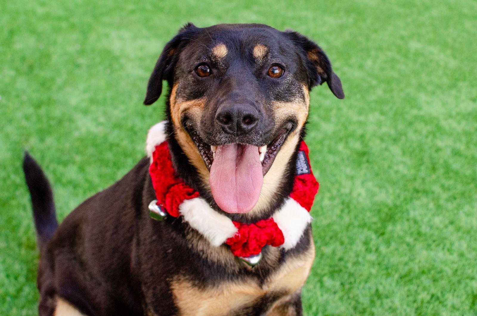 Enlarge Zelda, a Adoptable mixed breed in Burlingame, CA image 1/3