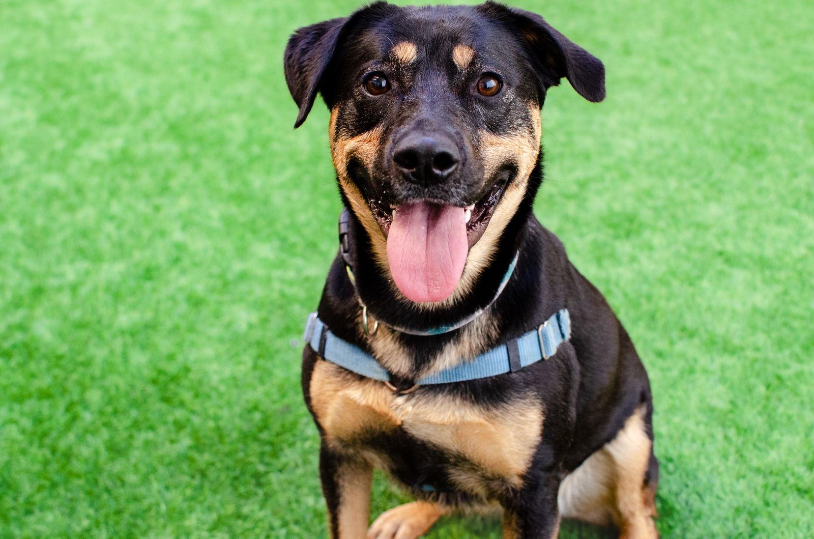 Zelda, Adoptable, Adult Female German Shepherd Dog & Rottweiler.
