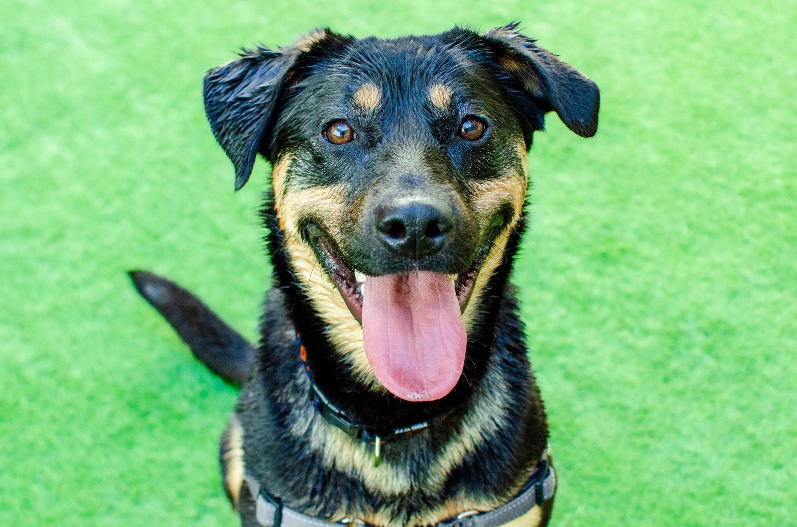 Enlarge Zelda, a Adoptable mixed breed in Burlingame, CA image 2/3