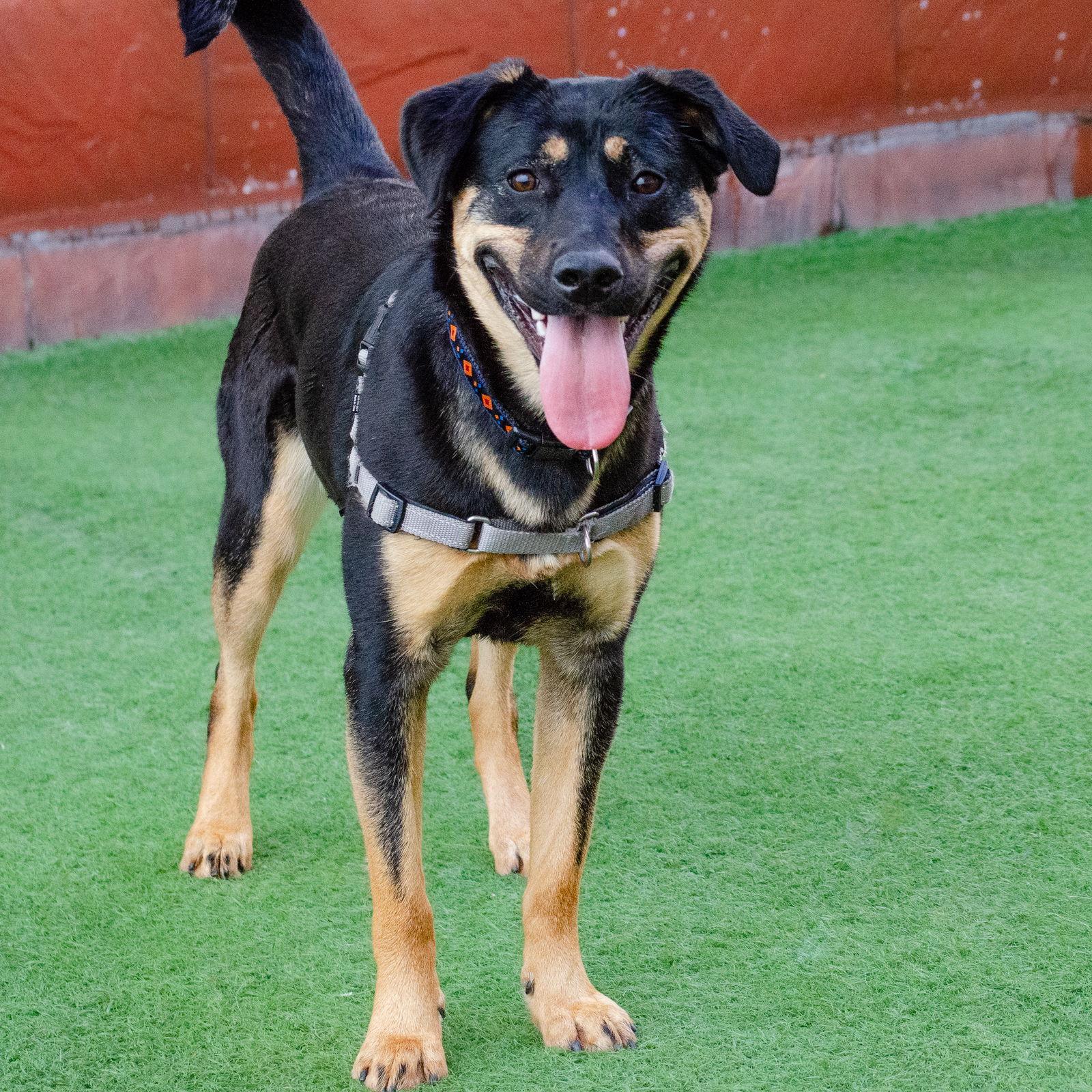 Enlarge Zelda, a Adoptable mixed breed in Burlingame, CA image 3/3