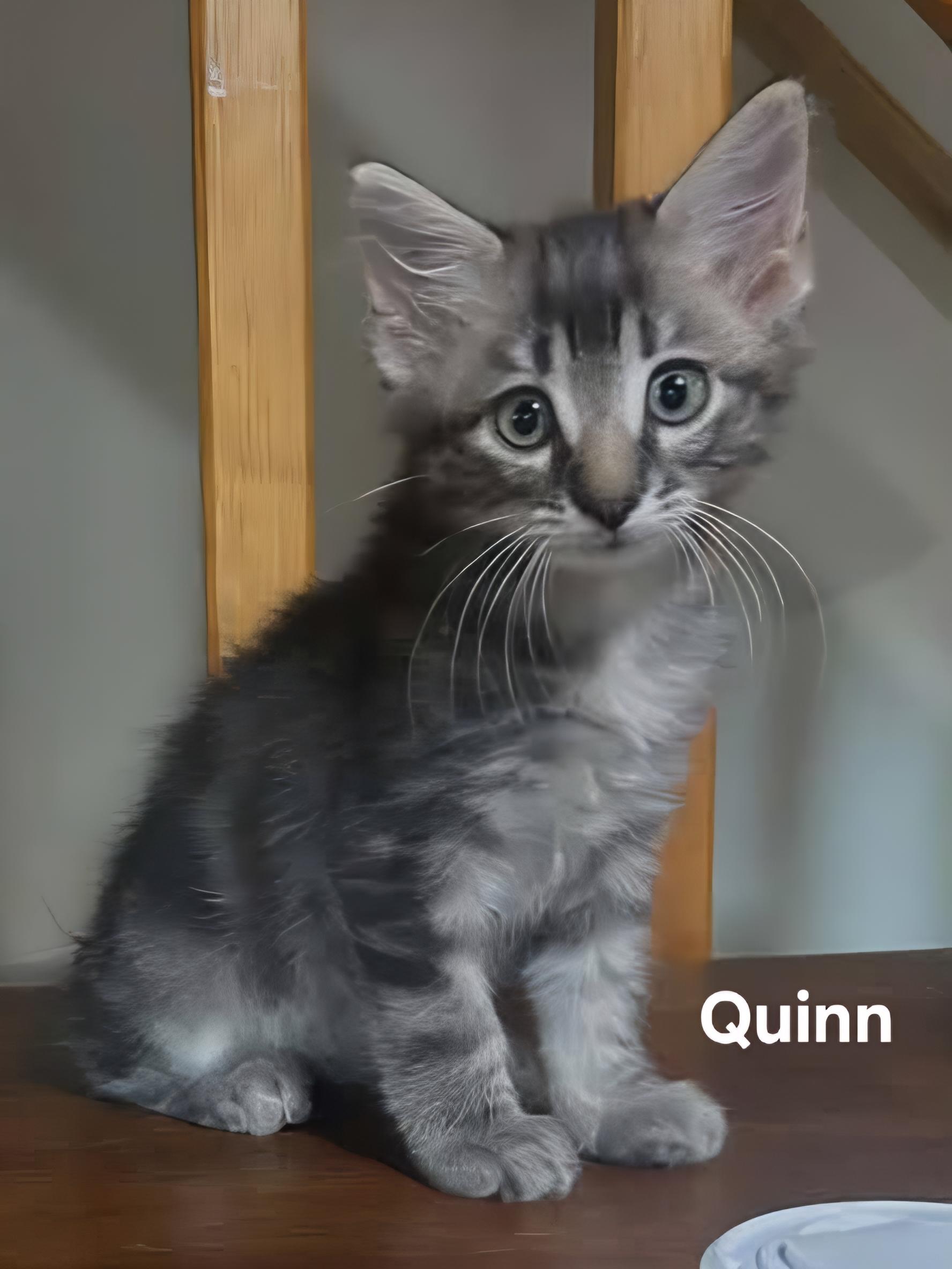 Quinn (m) & Chloe (female), adopted, Kitten Male Domestic Medium Hair.