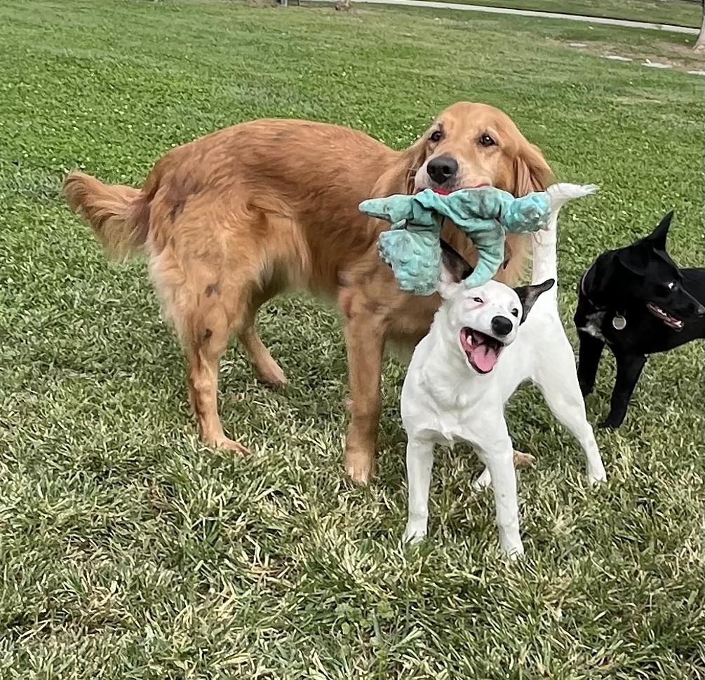 RIVER THE CUTEST GIRL!!!, a Adoptable mixed breed in woodland, CA image 2/6