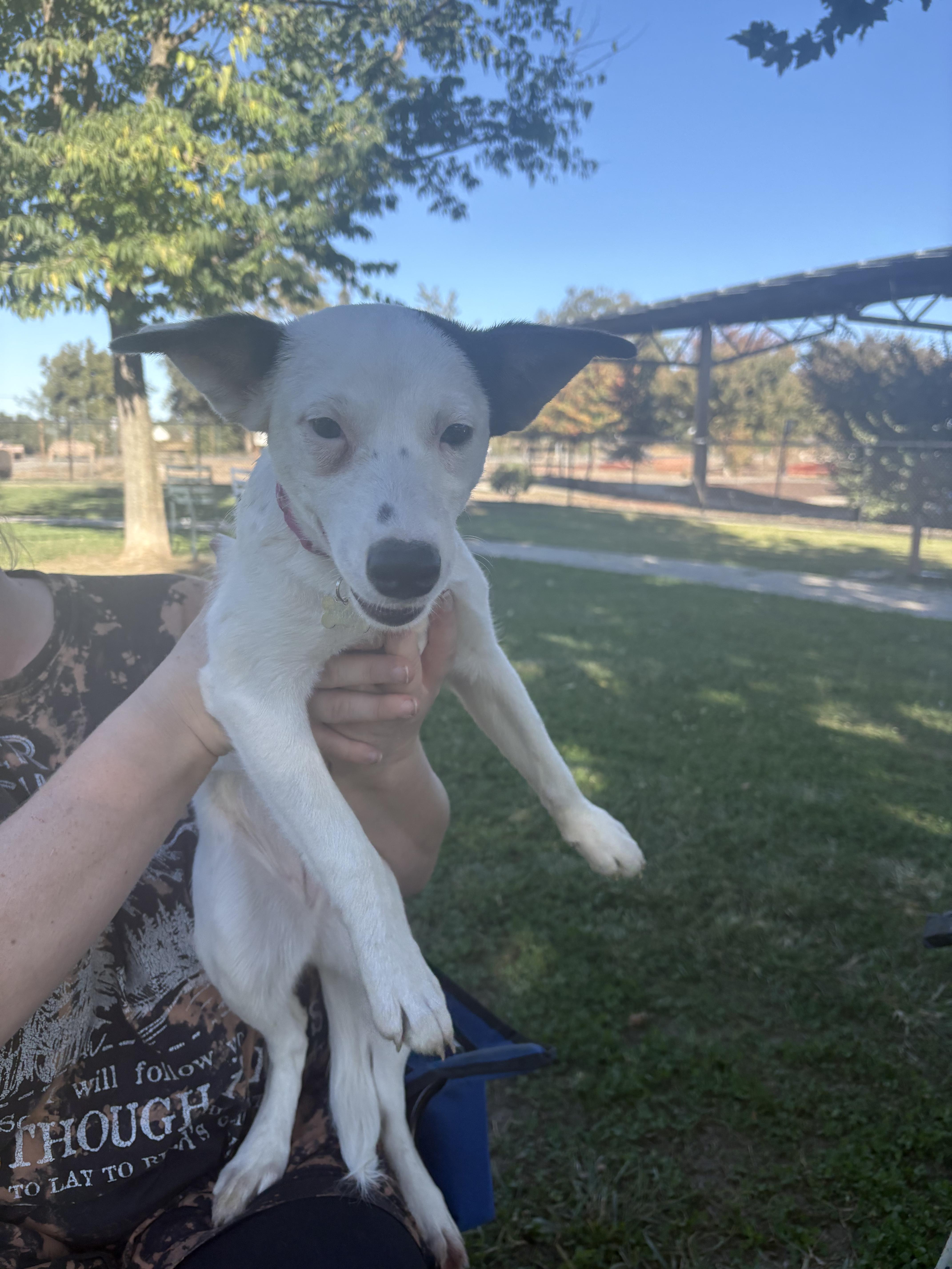 RIVER THE CUTEST GIRL!!!, a Adoptable mixed breed in woodland, CA image 4/6