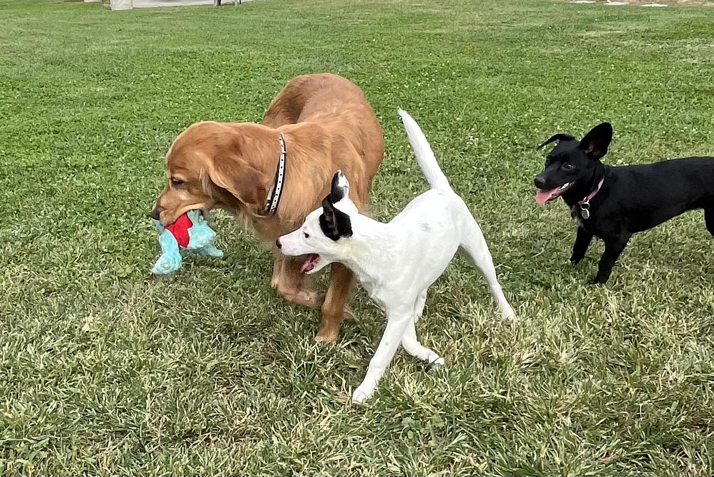 RIVER THE CUTEST GIRL!!!, a Adoptable mixed breed in woodland, CA image 3/6