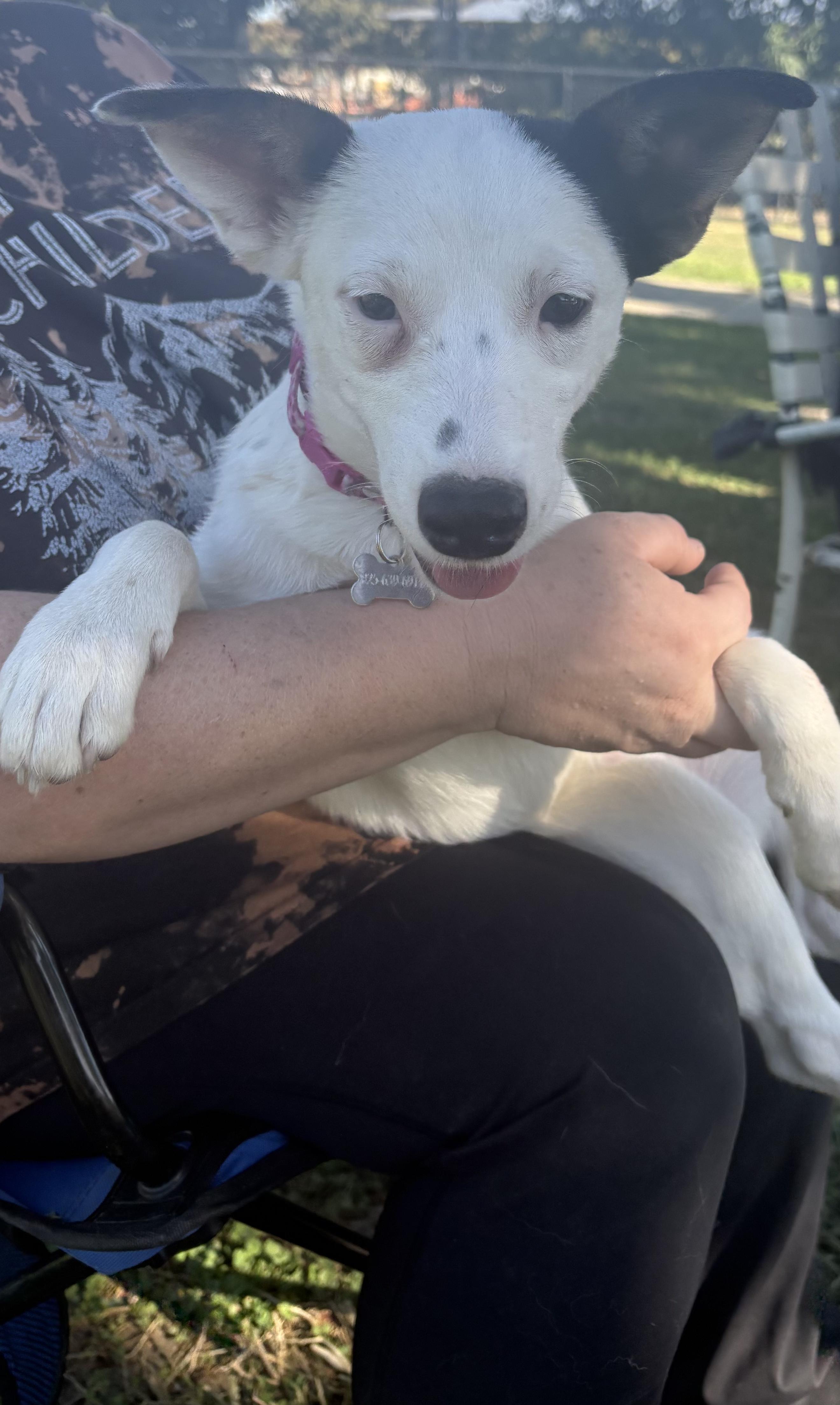 RIVER THE CUTEST GIRL!!!, a Adoptable mixed breed in woodland, CA image 1/6