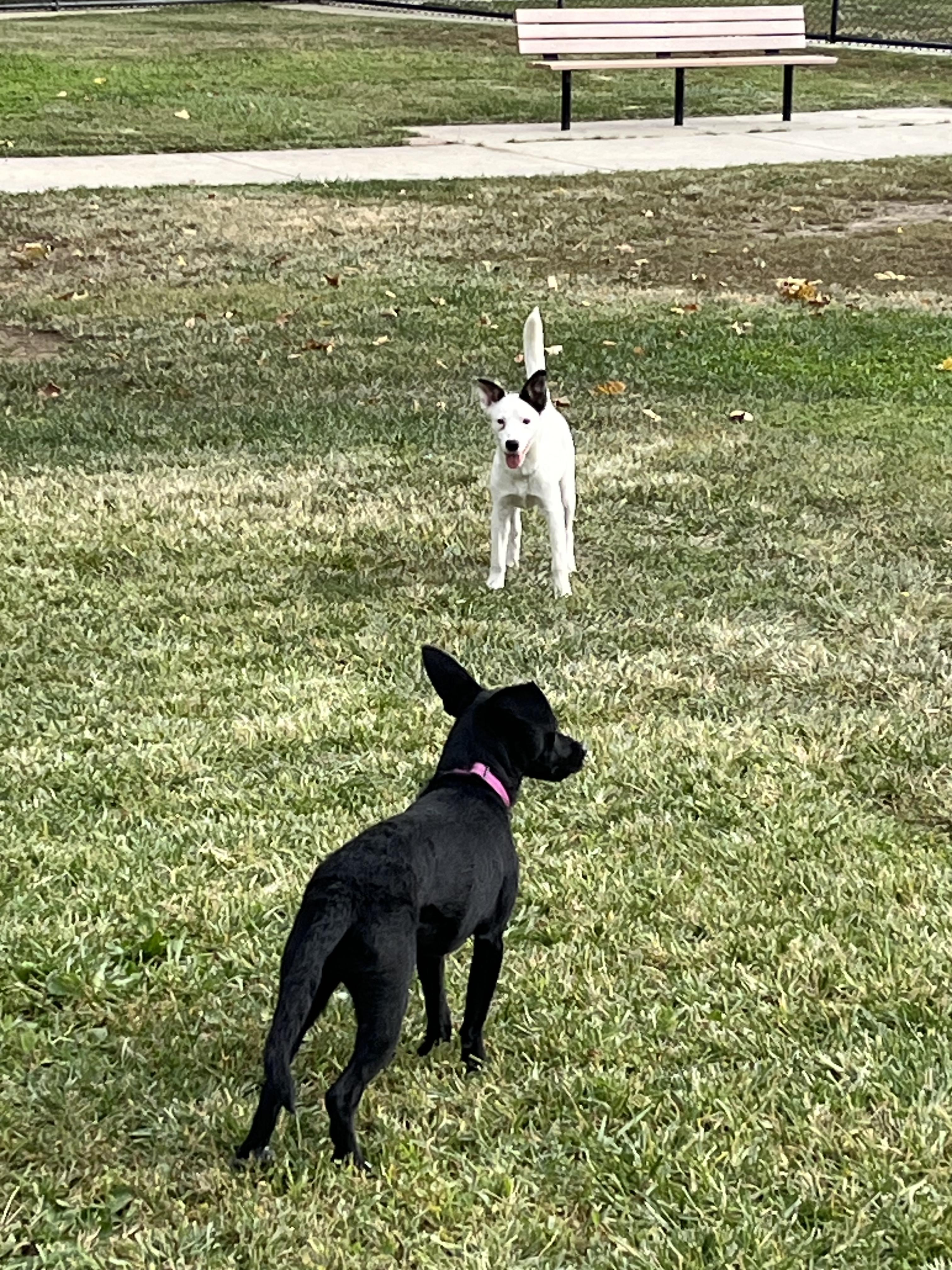 RIVER THE CUTEST GIRL!!!, a Adoptable mixed breed in woodland, CA image 6/6